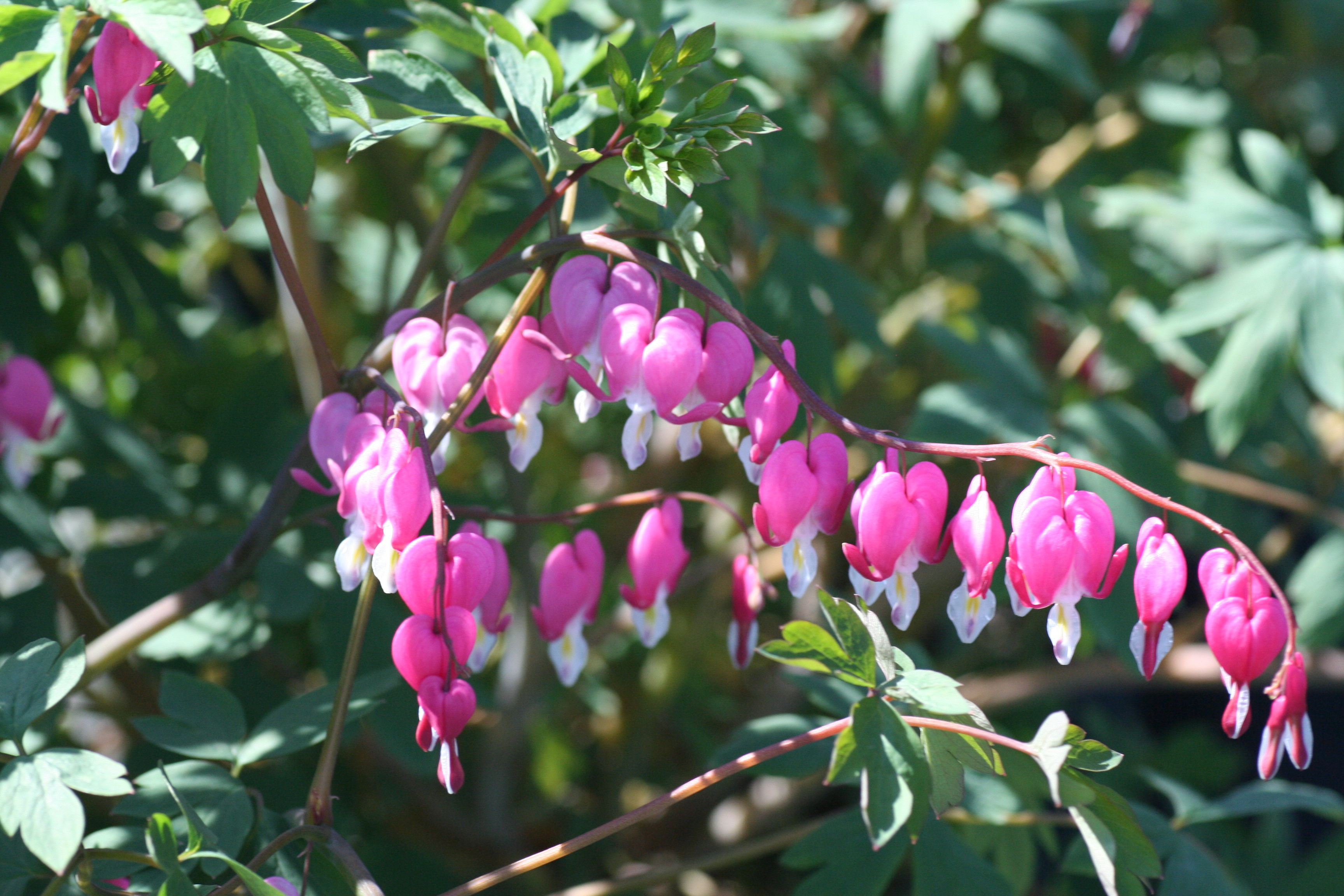 Dicentra spectabilis (4240904)