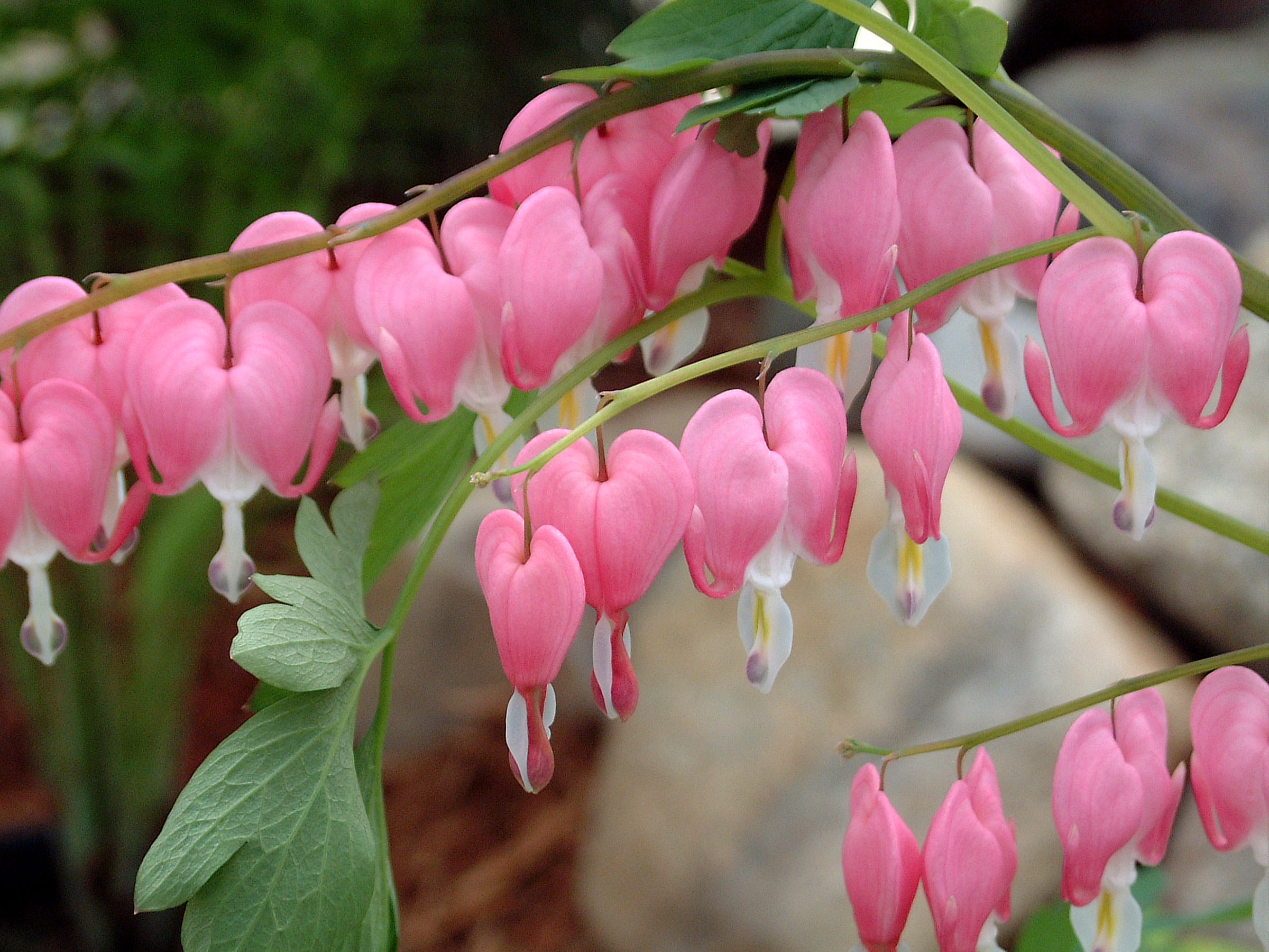 Dicentra spectabilis (W)