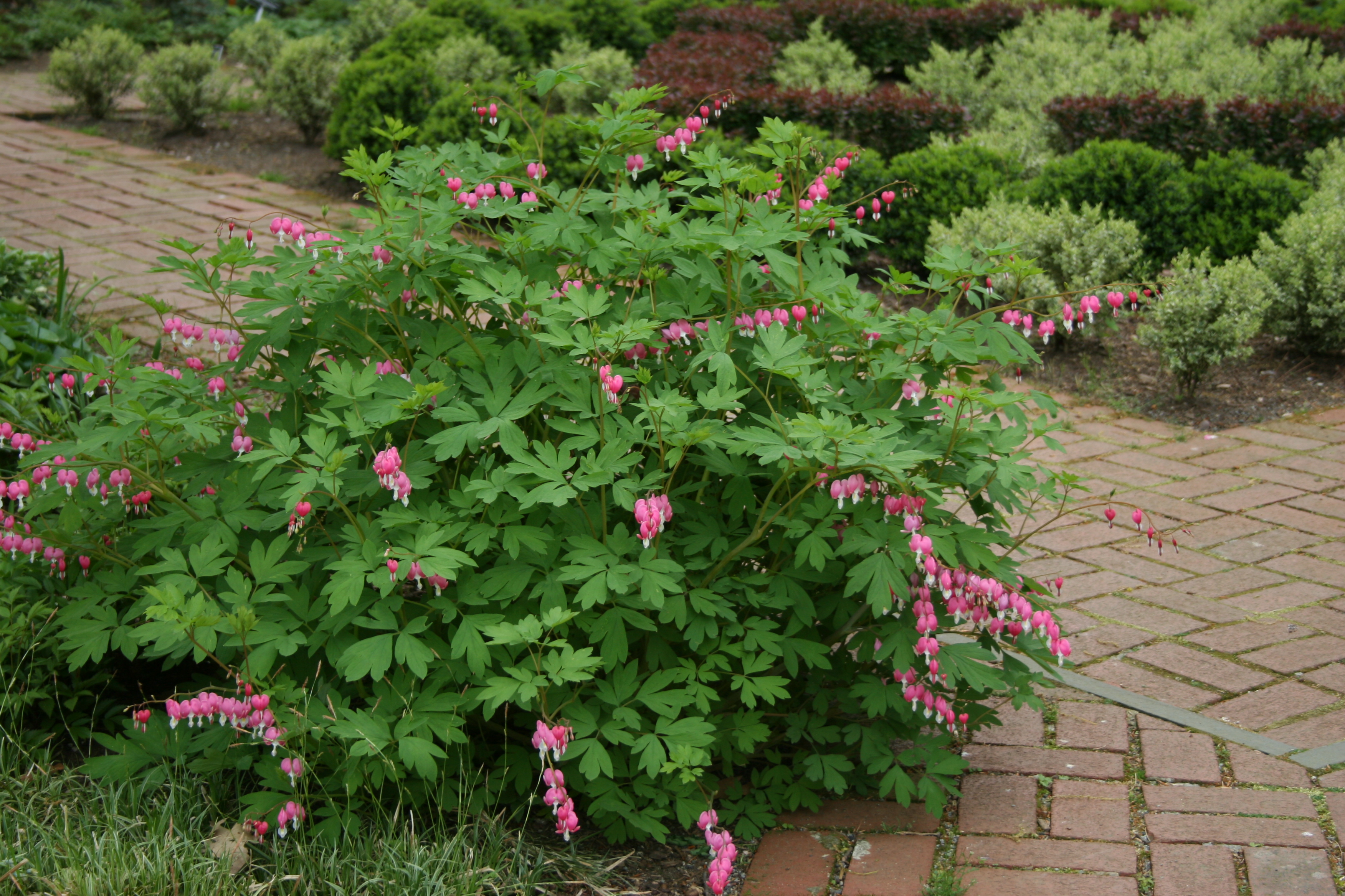 Dicentra spectabilis (0601)