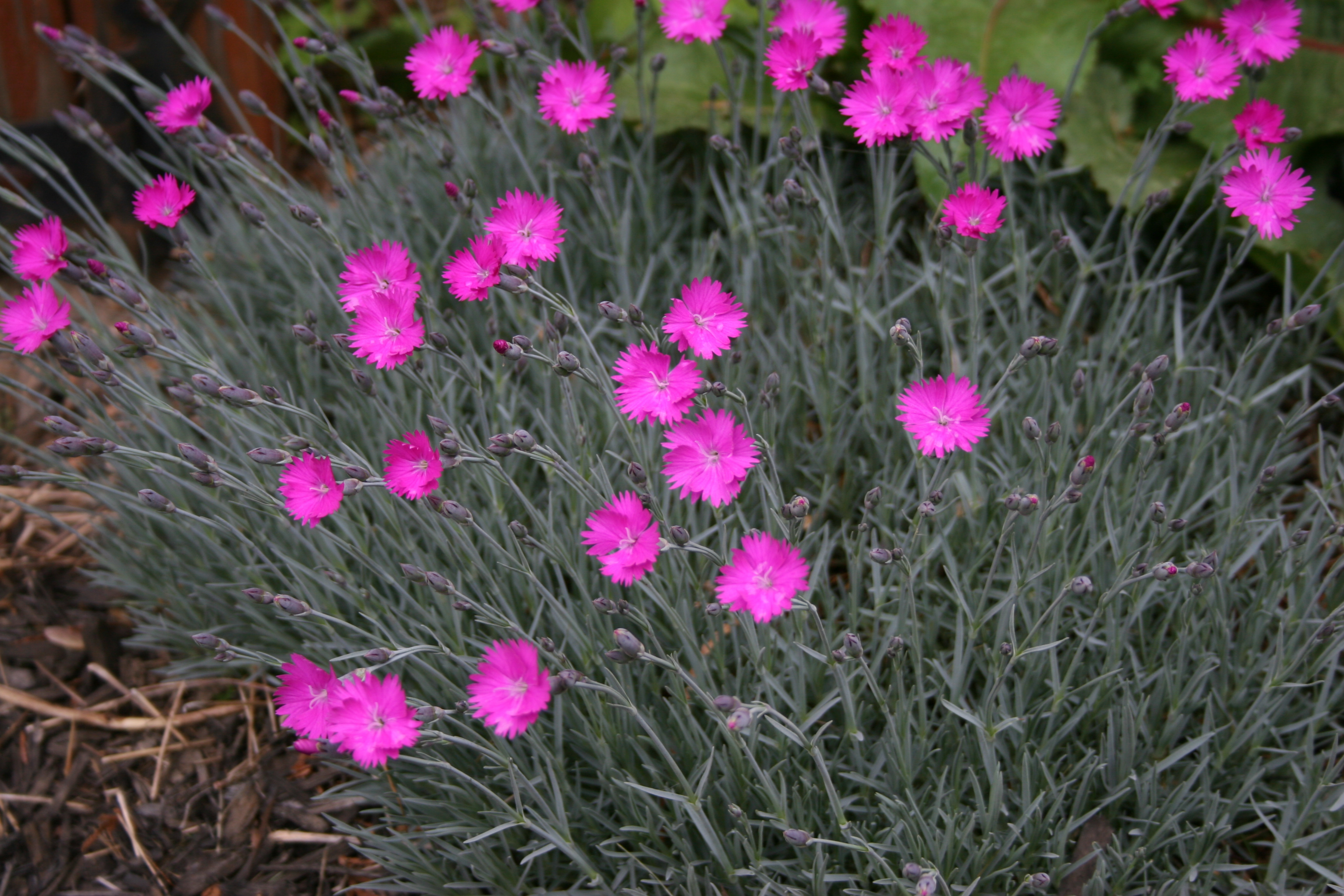 Dianthus Firewitch (602)