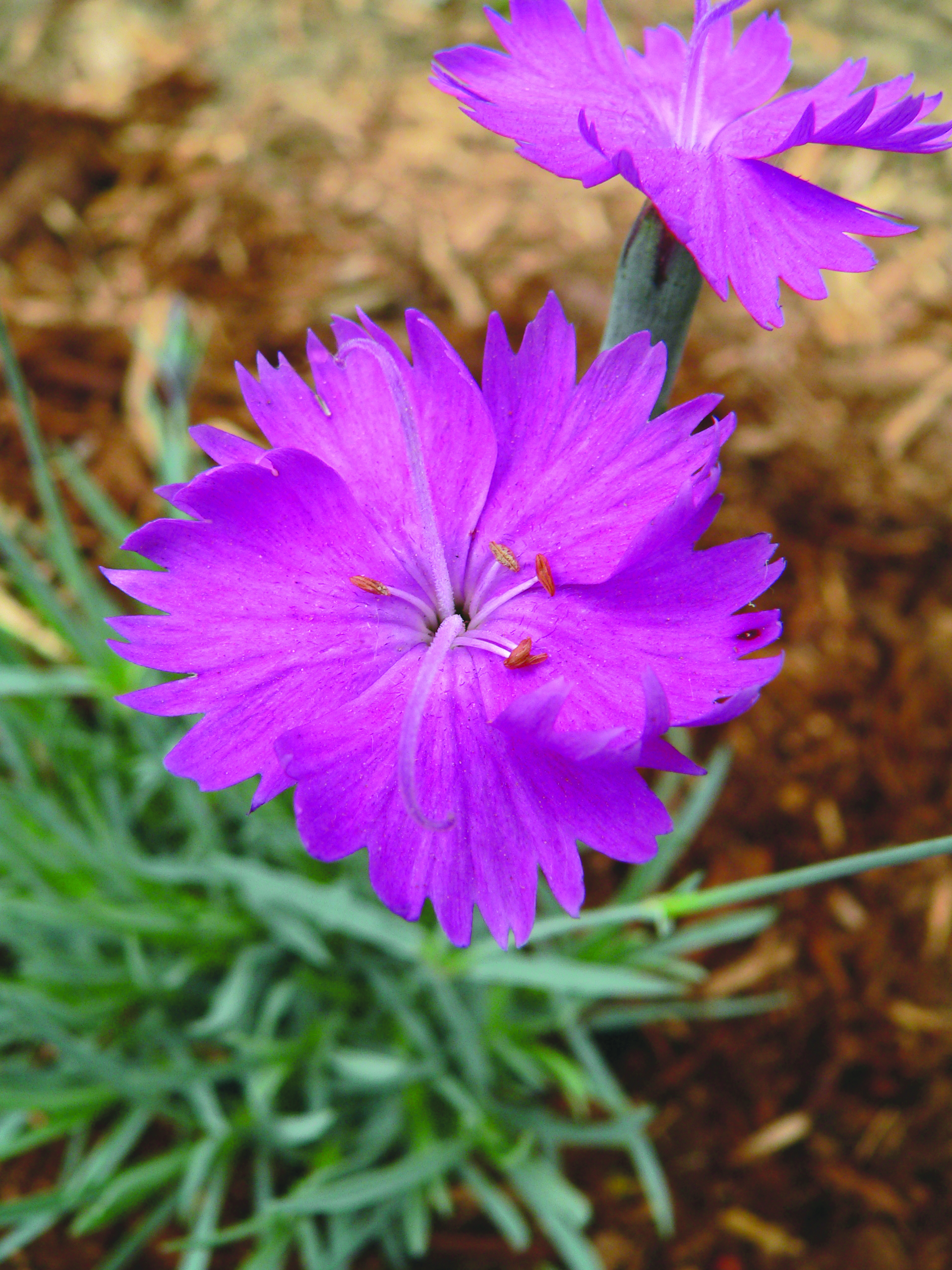 dianthus_firewitch flower