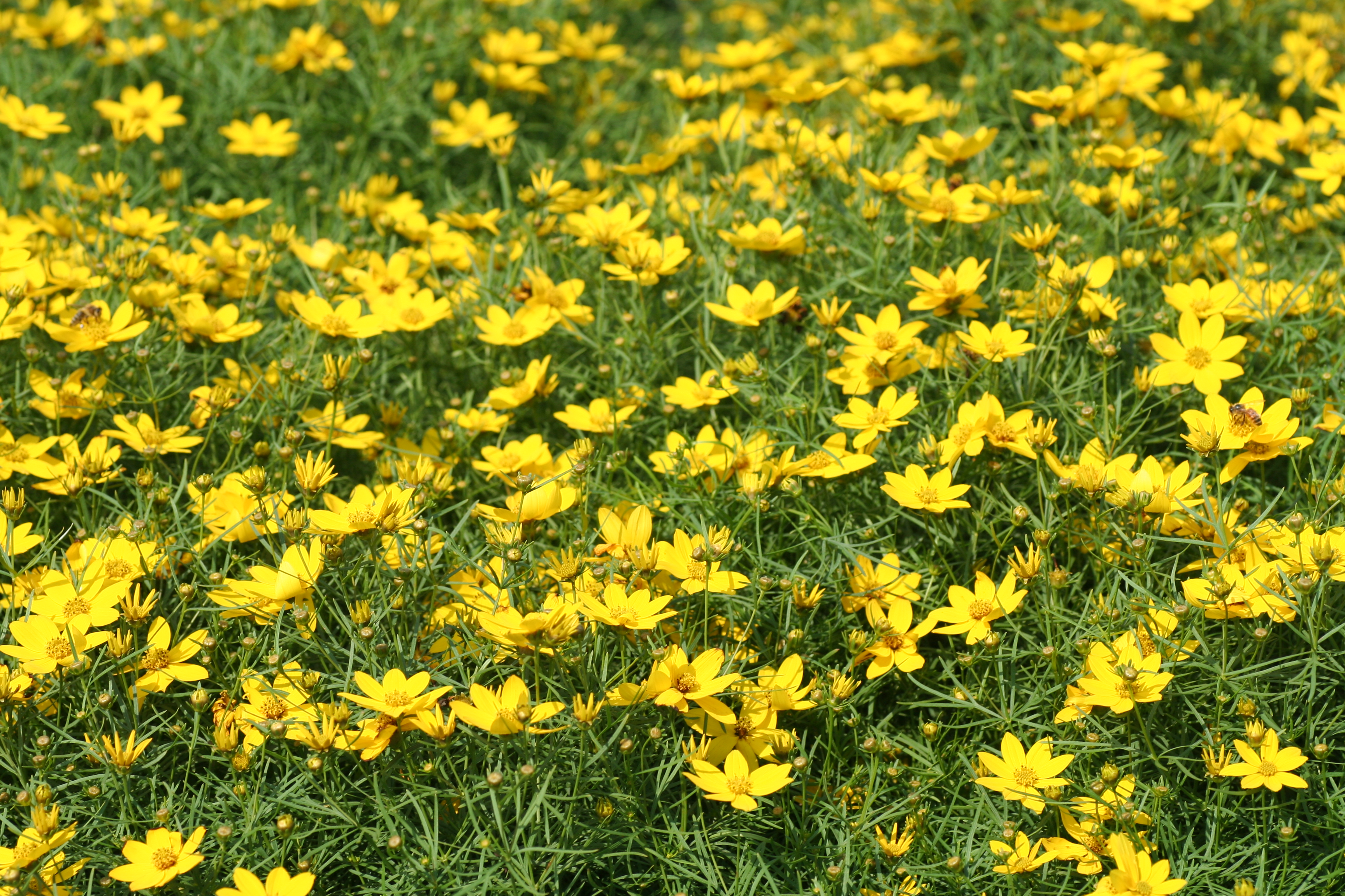 Coreopsis Zagreb (0601)