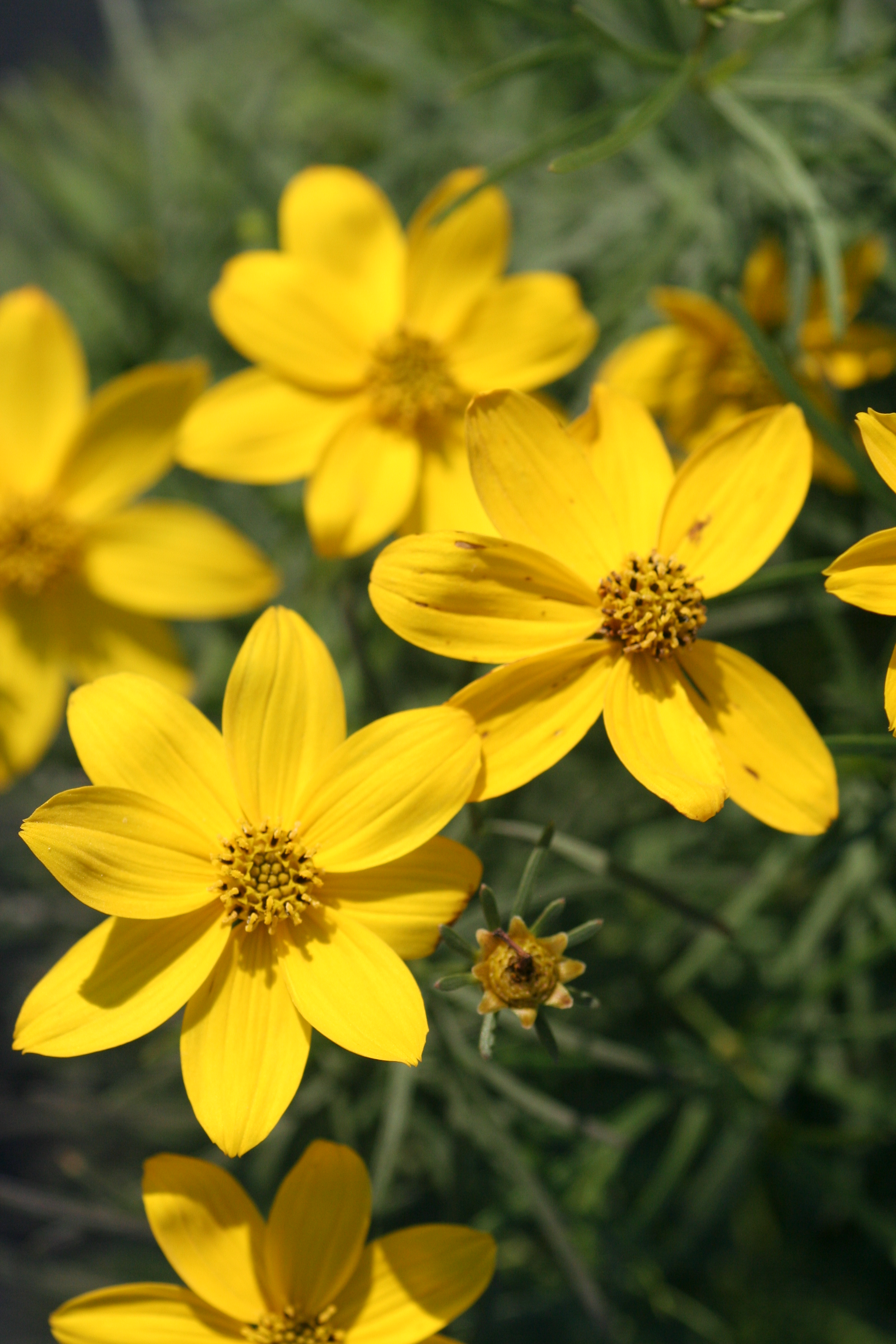 Coreopsis Zagreb (2830701)