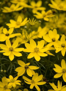 Coreopsis.Zagreb