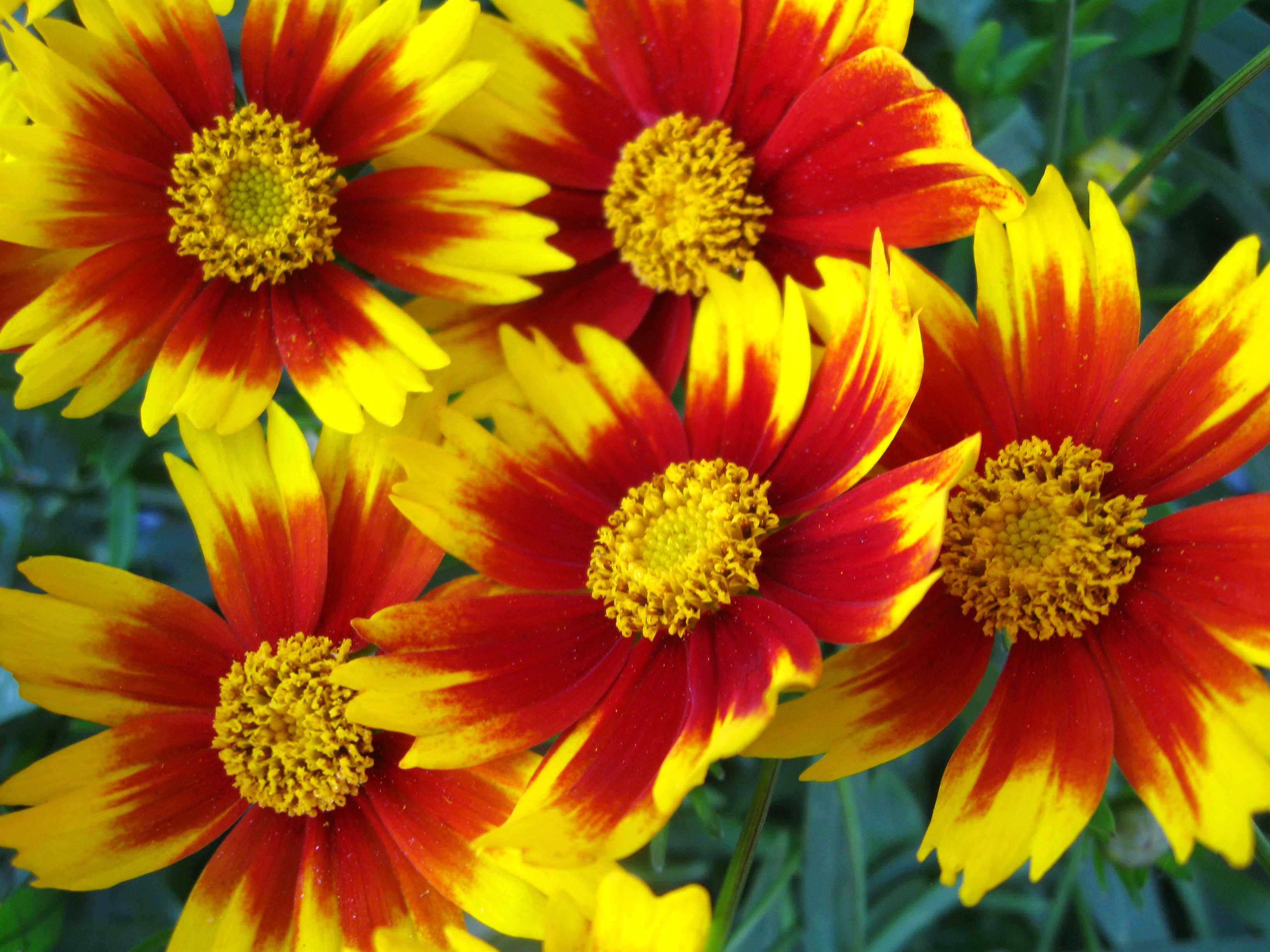 Li'l Bang™ Daybreak Tickseed - Handpicked For You