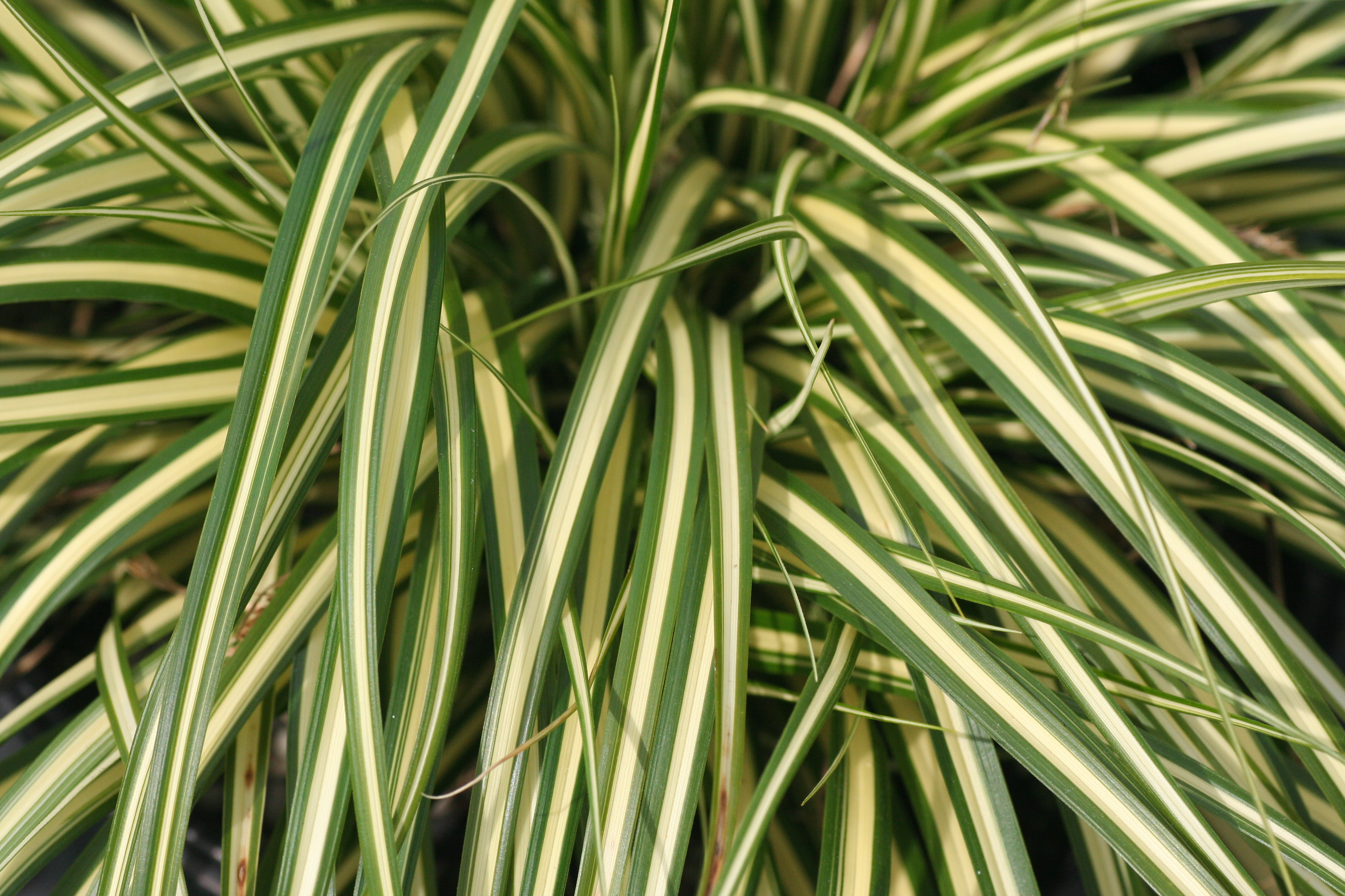 Carex Evergold (5401002)