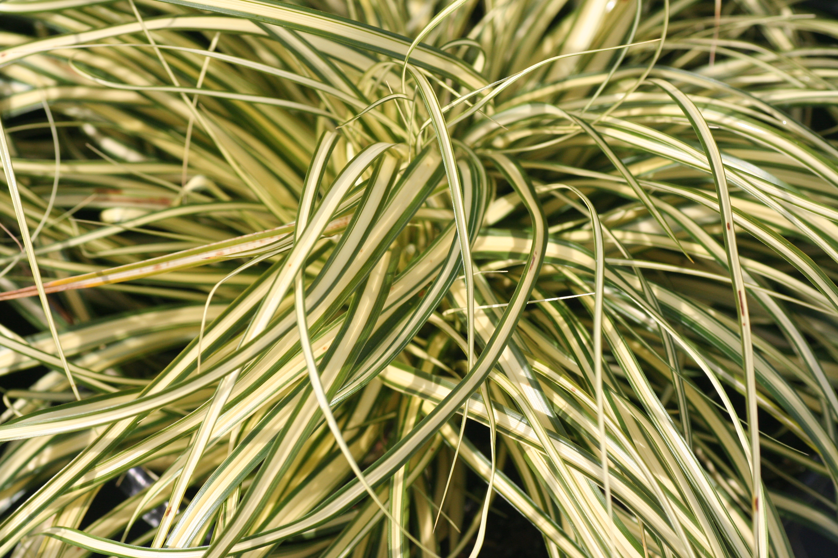 Carex Evergold (6751002)