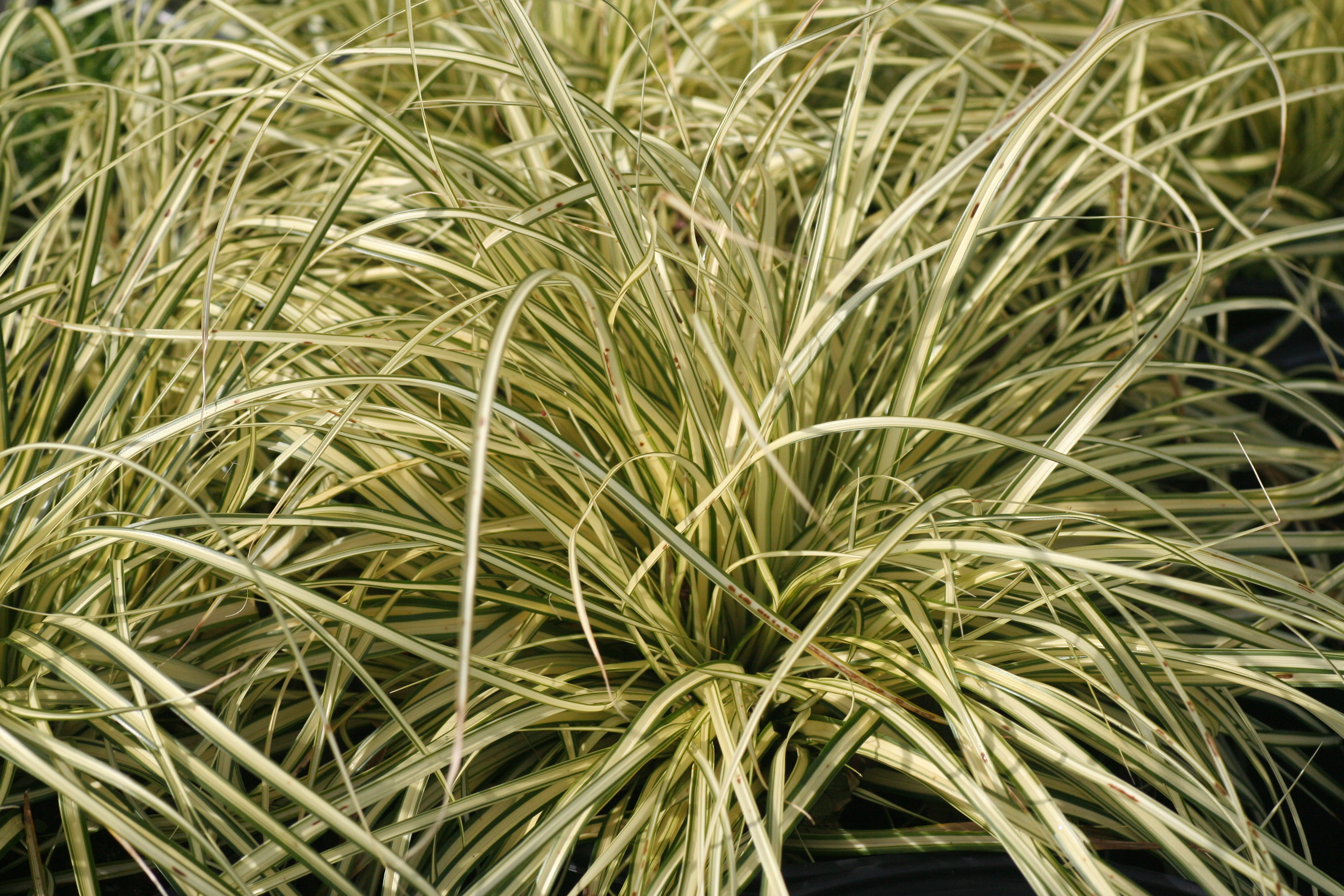 Carex Evergold (6751003)