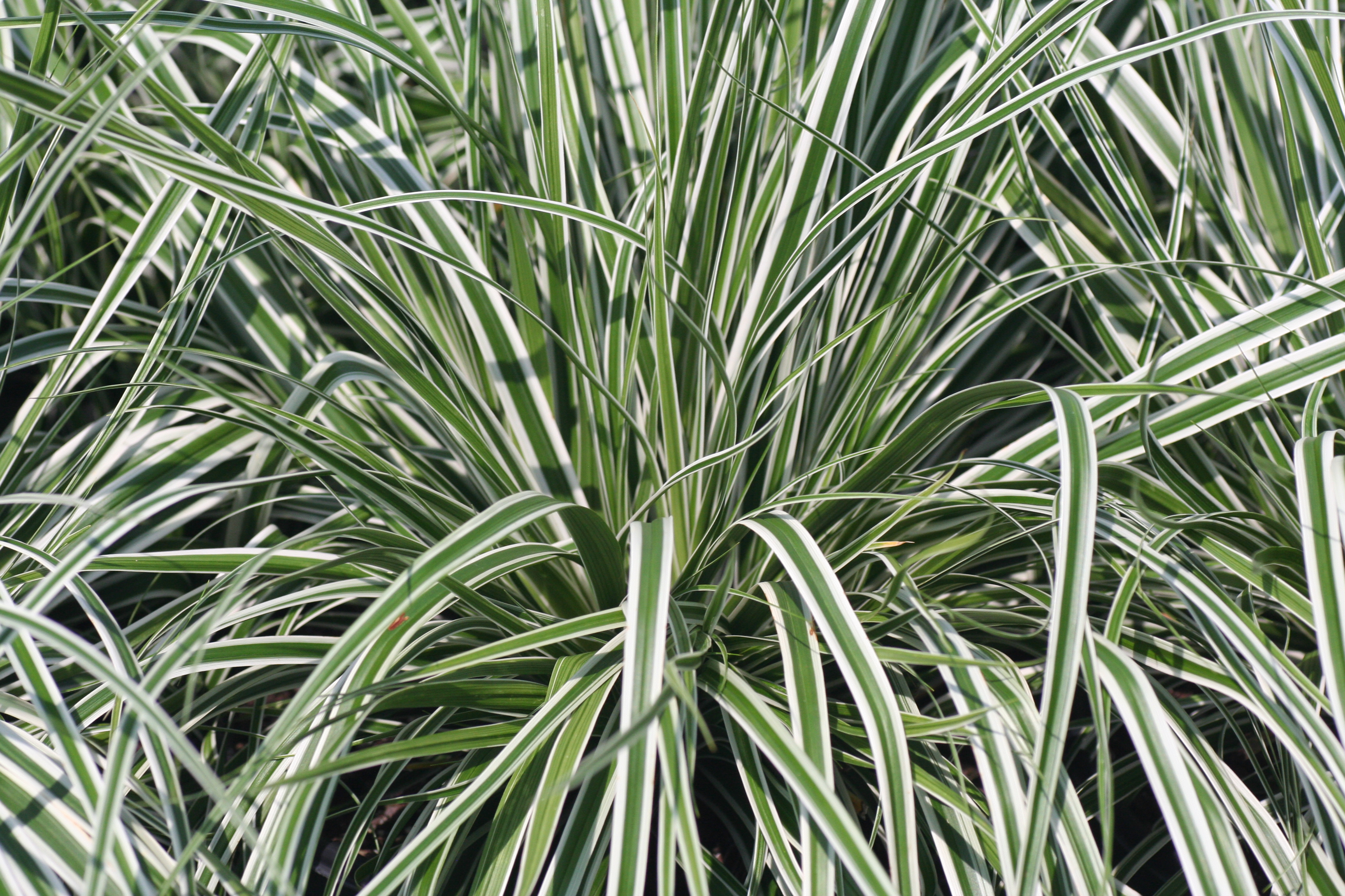 Carex EverColor Everest (1001)