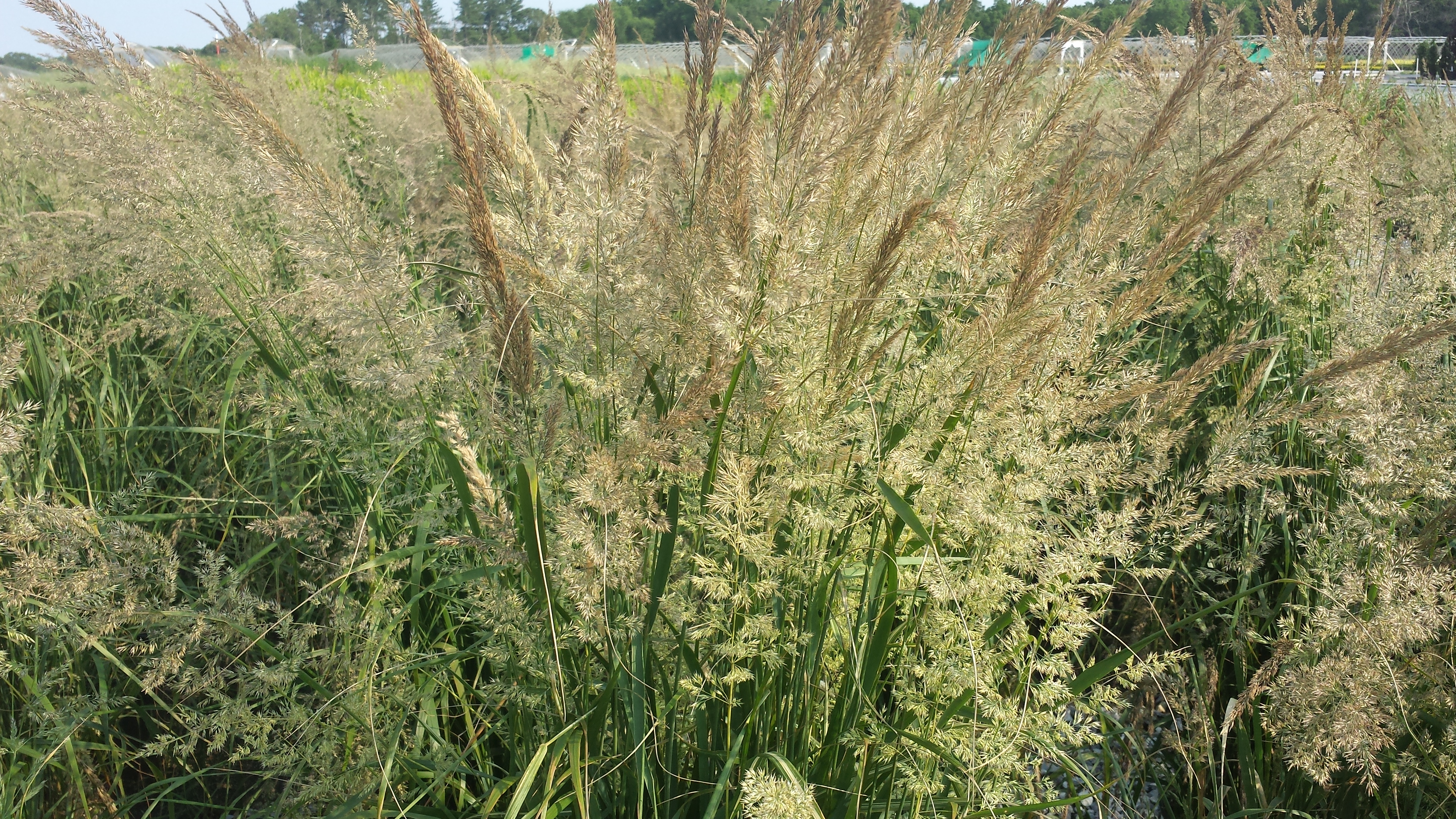 Calamagrostis Karl Foerster -1