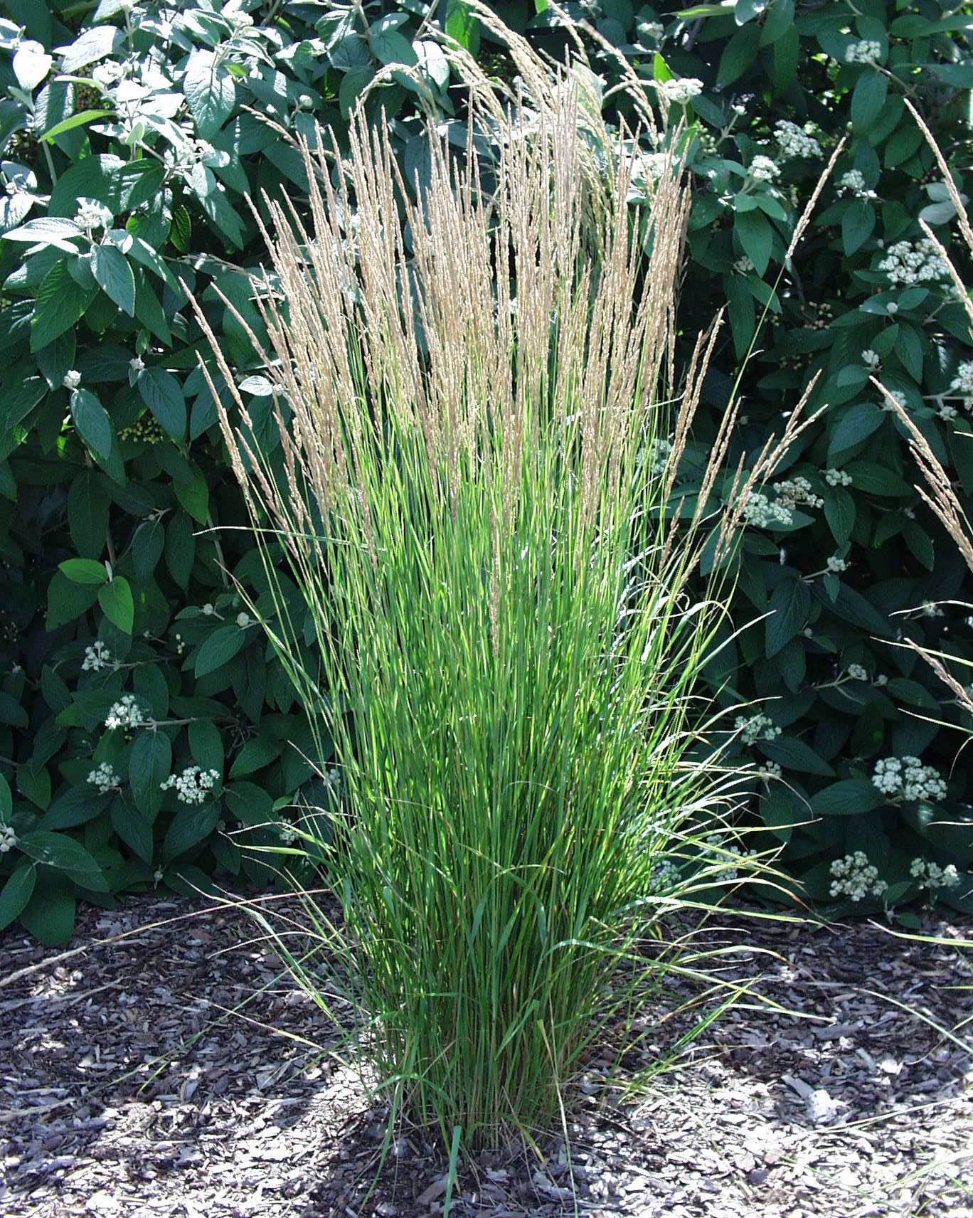 calamagrostis karl foerster 4