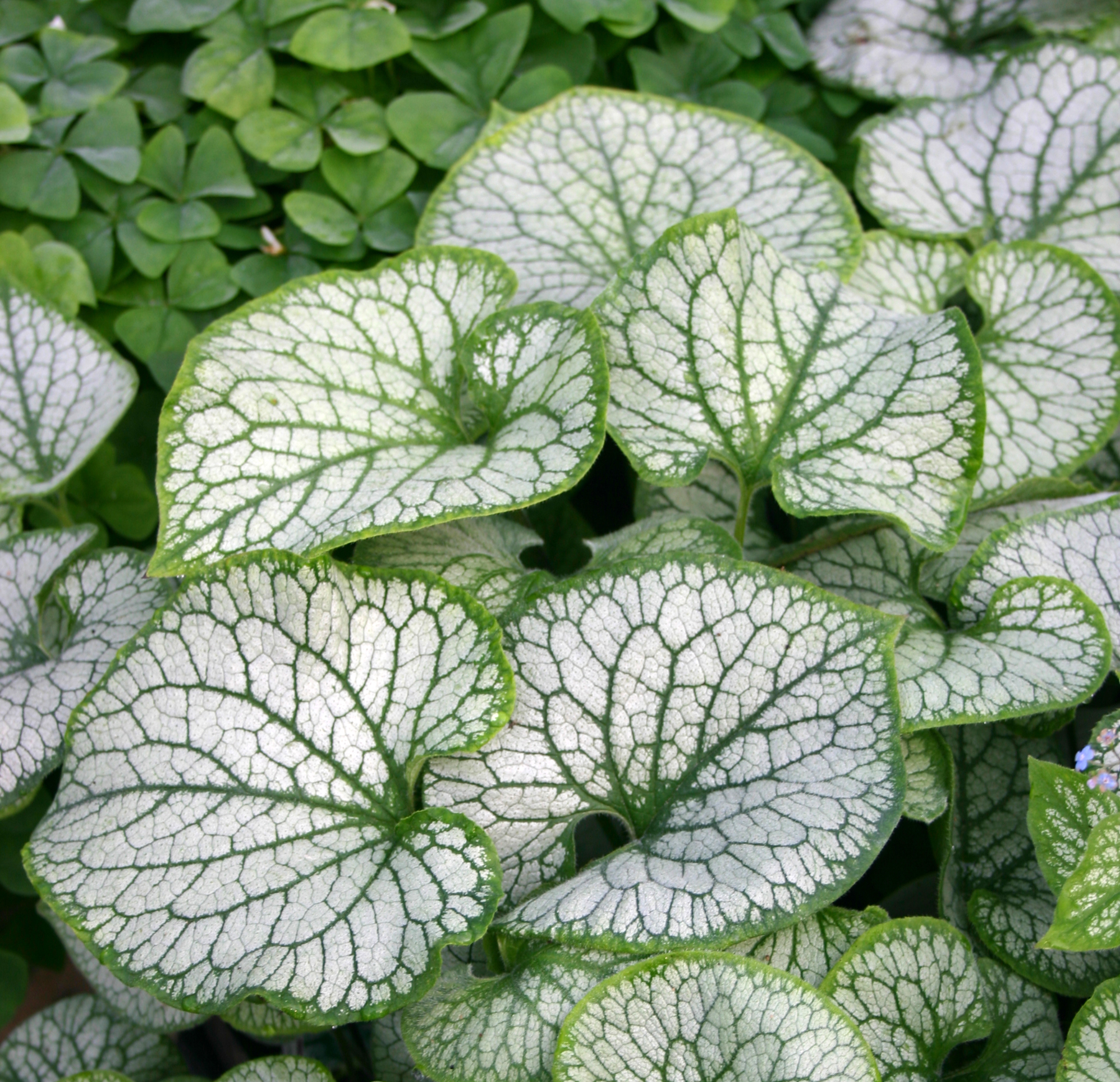 Brunnera Jack Frost (0901TN)
