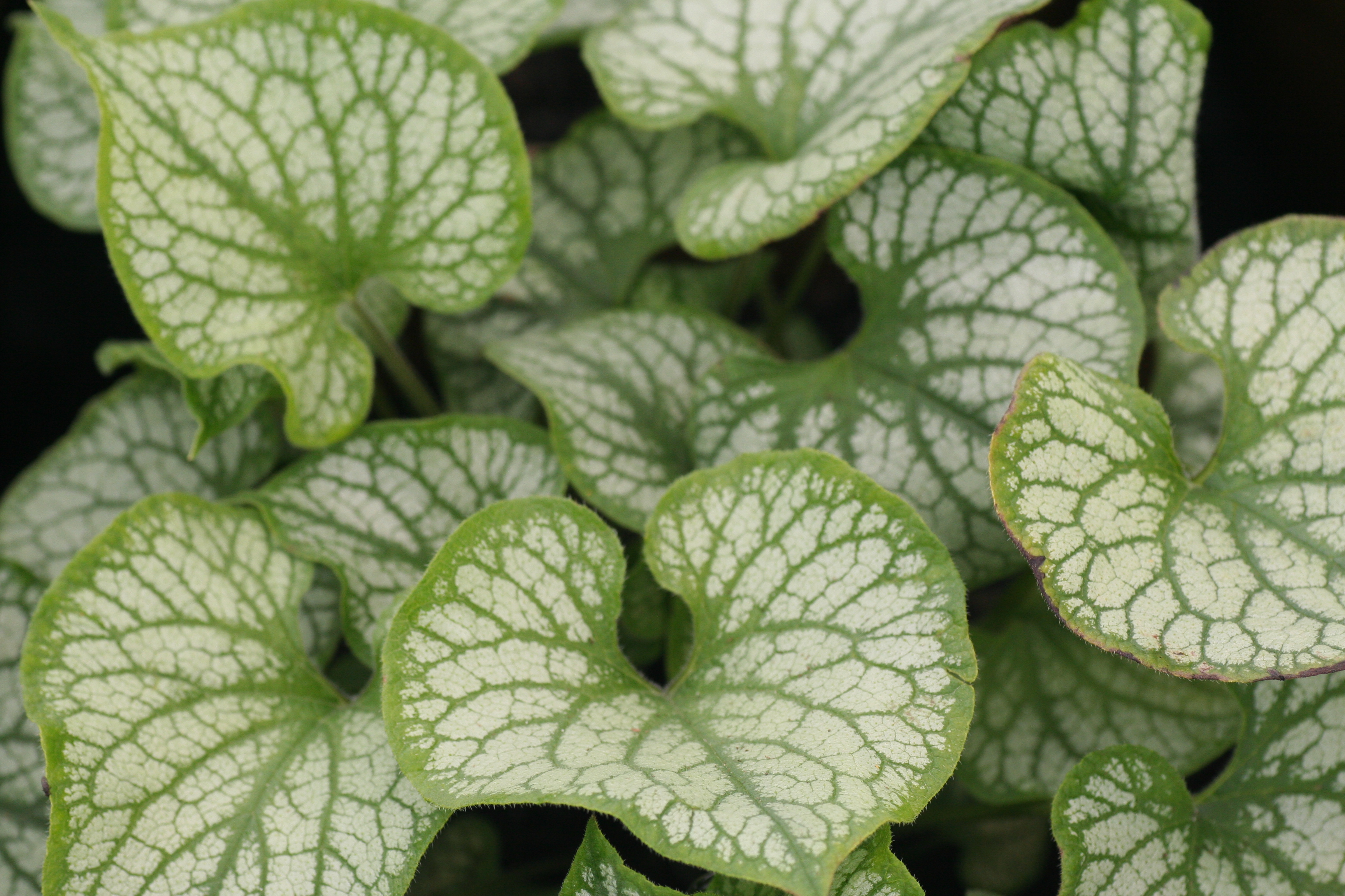 Brunnera Jack Frost (5091003)