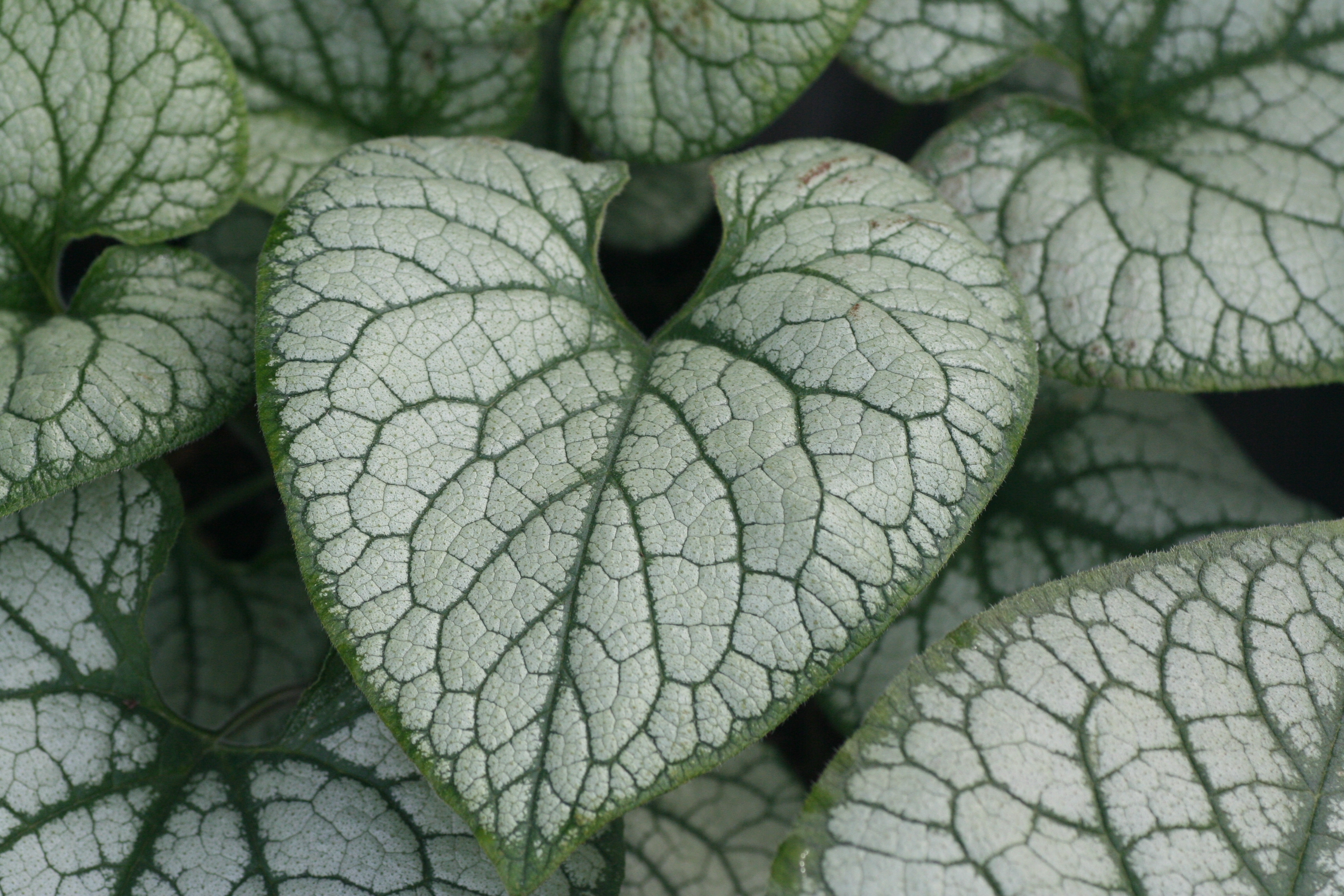 Brunnera Jack Frost (6091102)