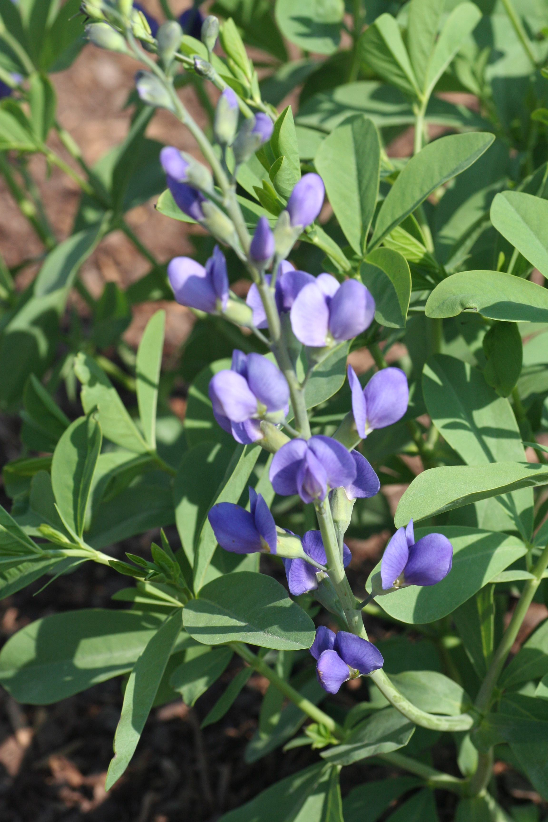 Baptisia australis (0703)