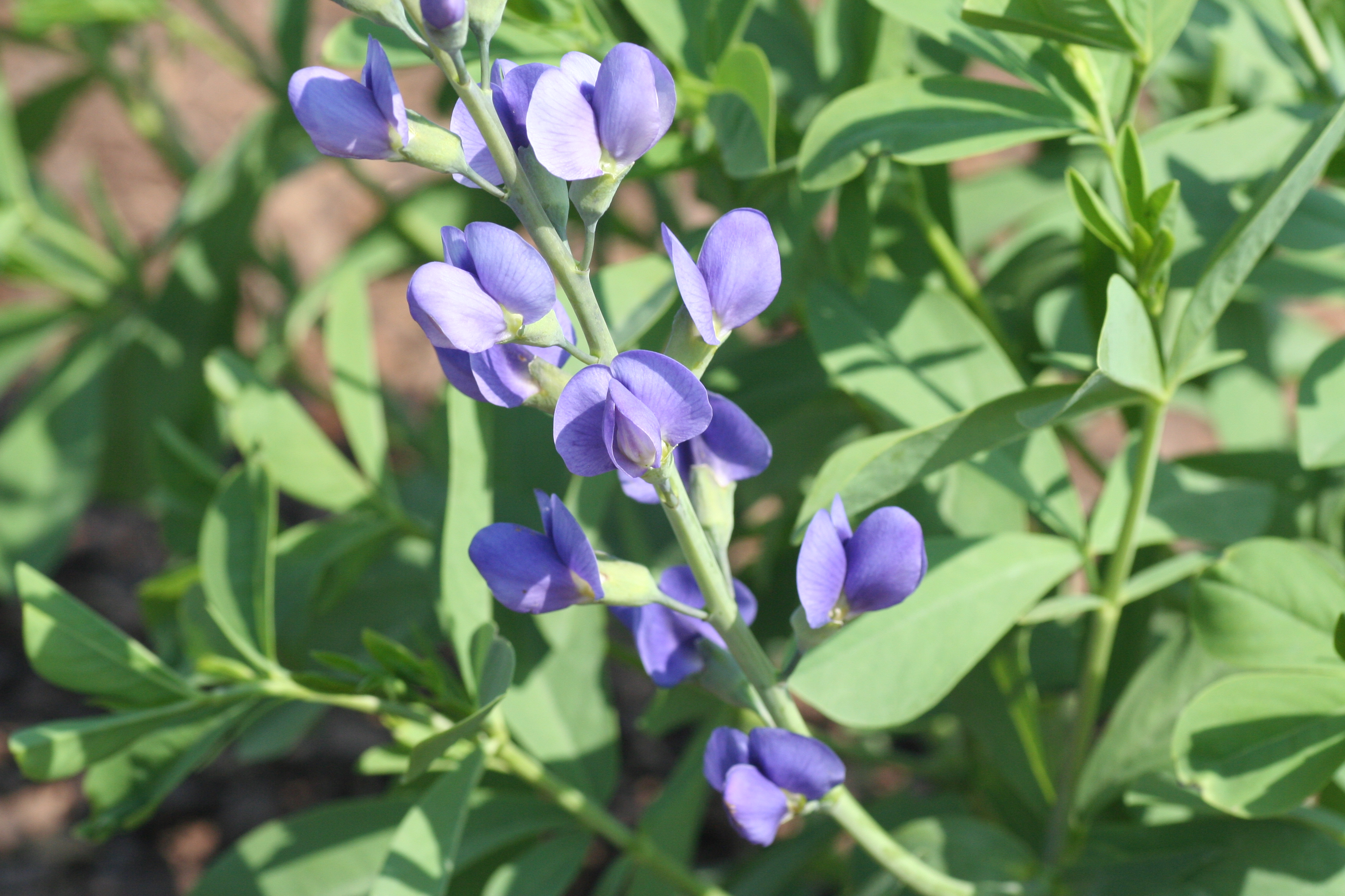 Baptisia australis (0708)