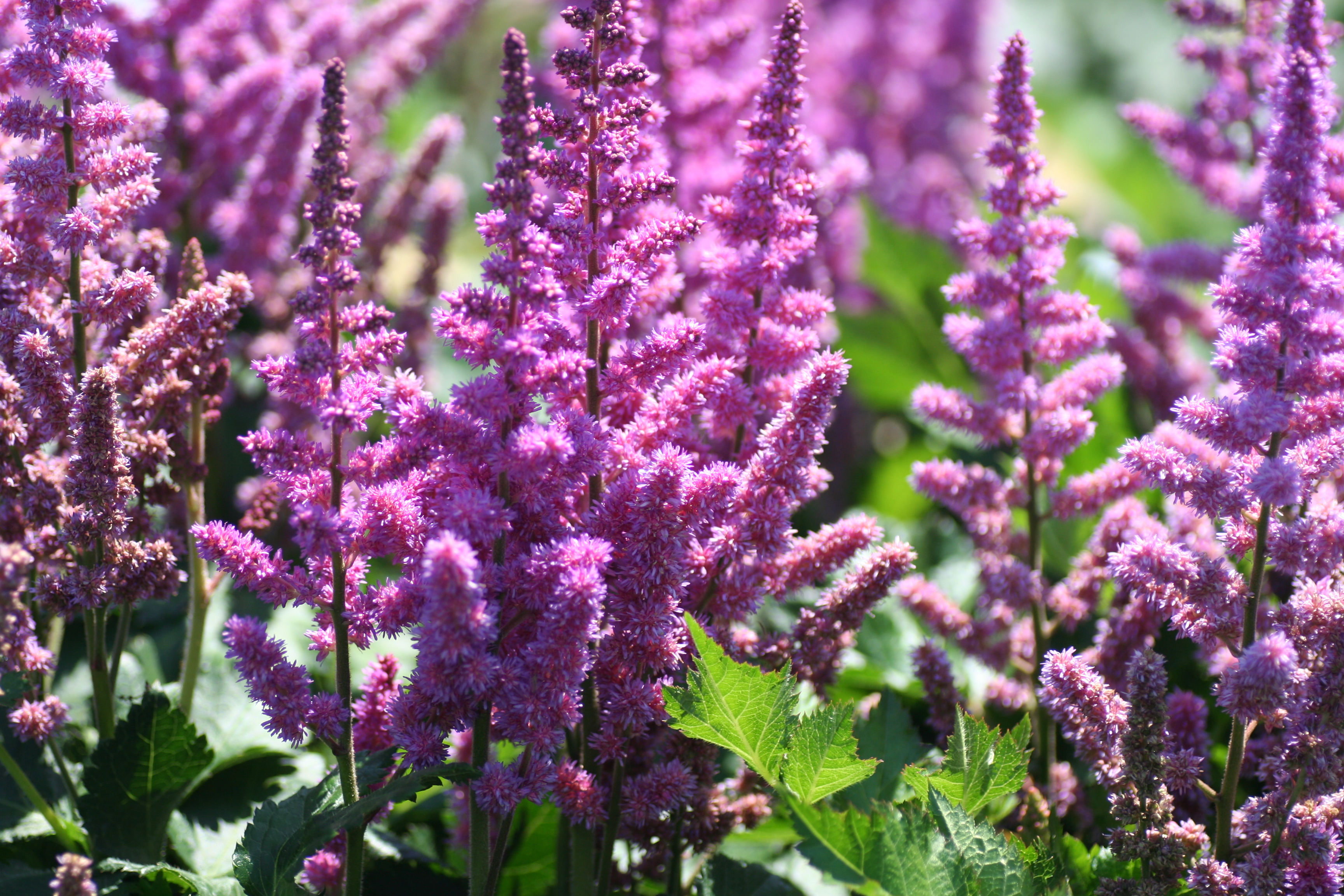 Astilbe Visions (0605)