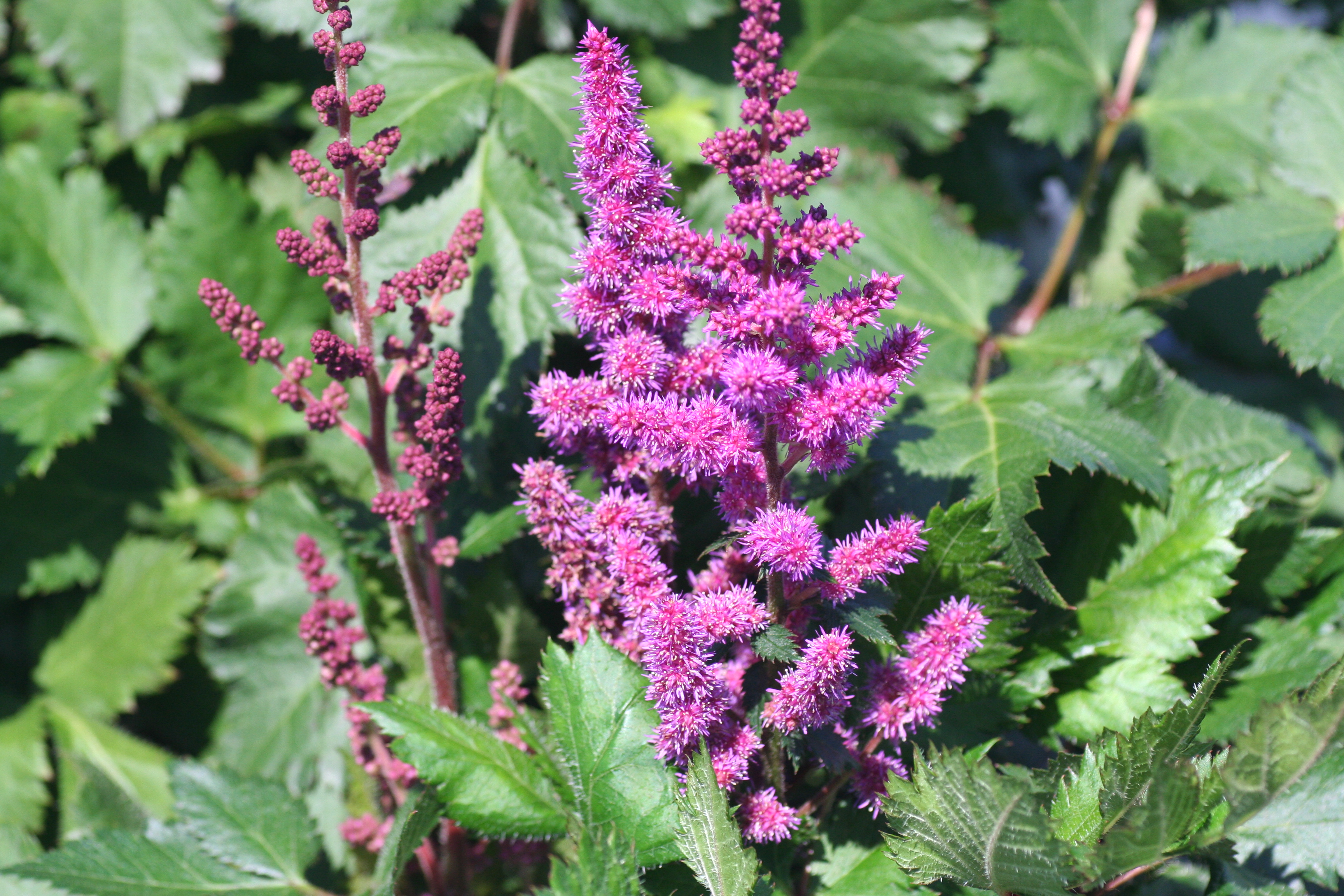 Astilbe Visions (5651002).jpg