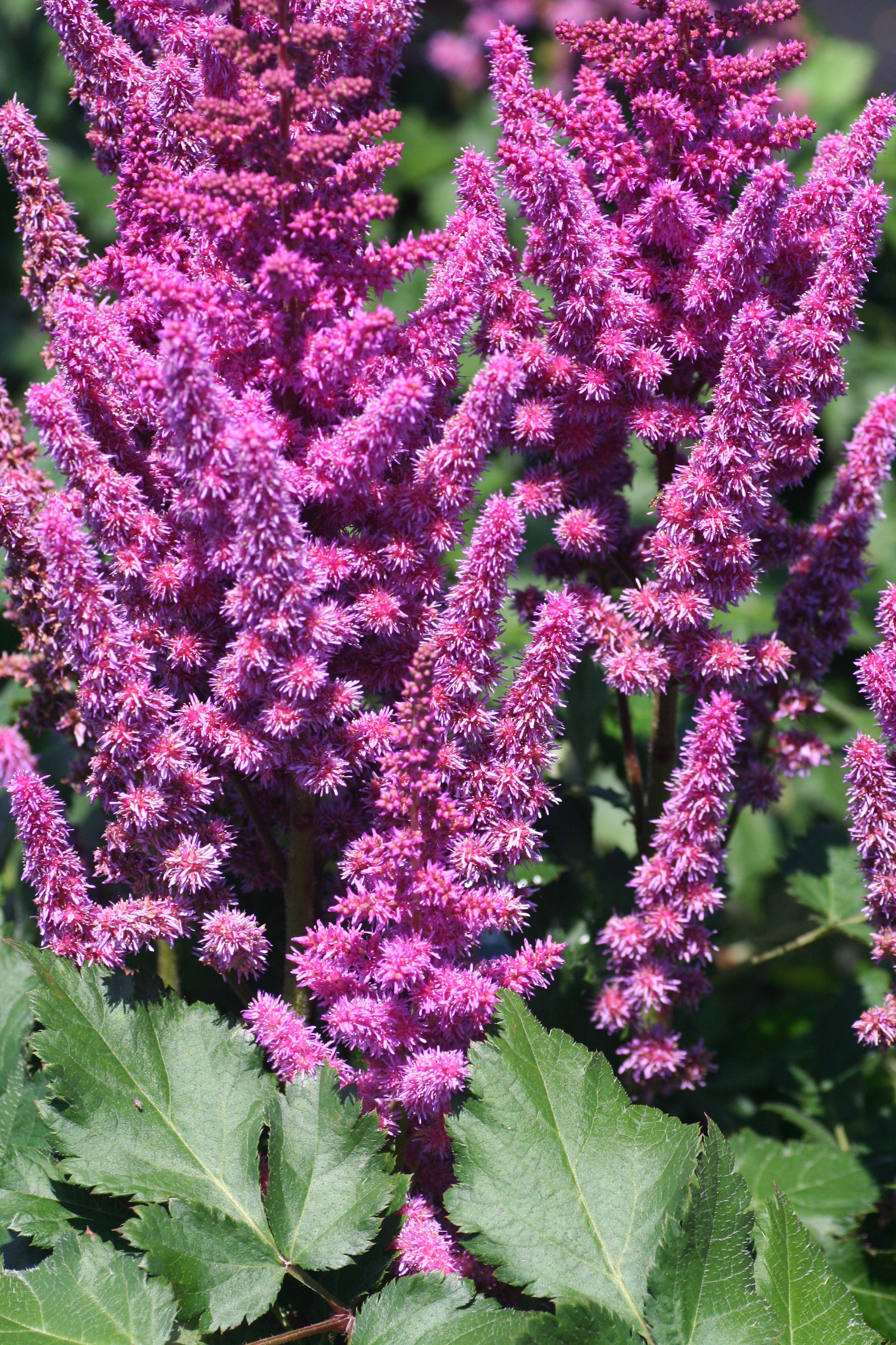 Astilbe Visions (7801002)