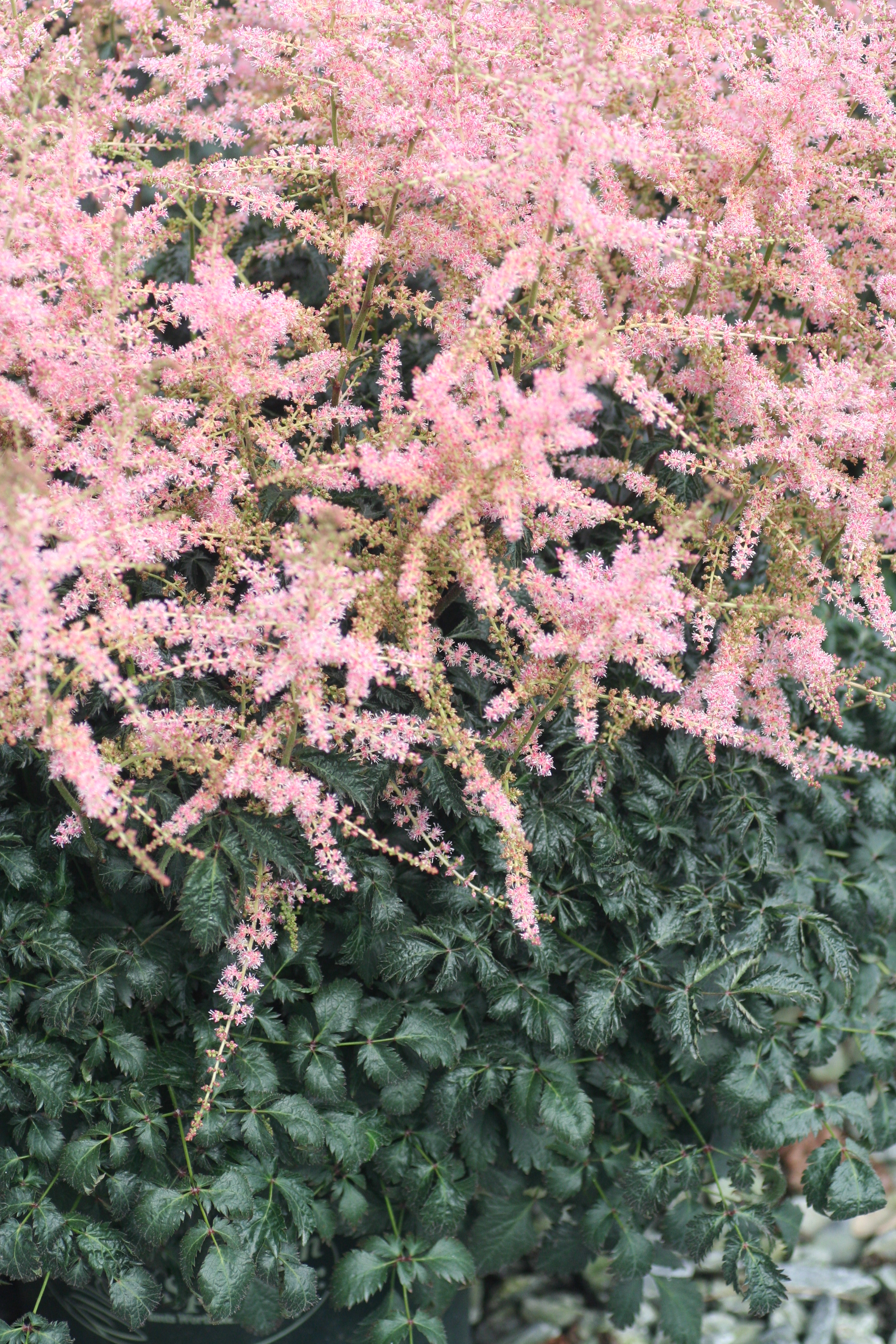 Astilbe Hennie Graafland (5561004).jpg