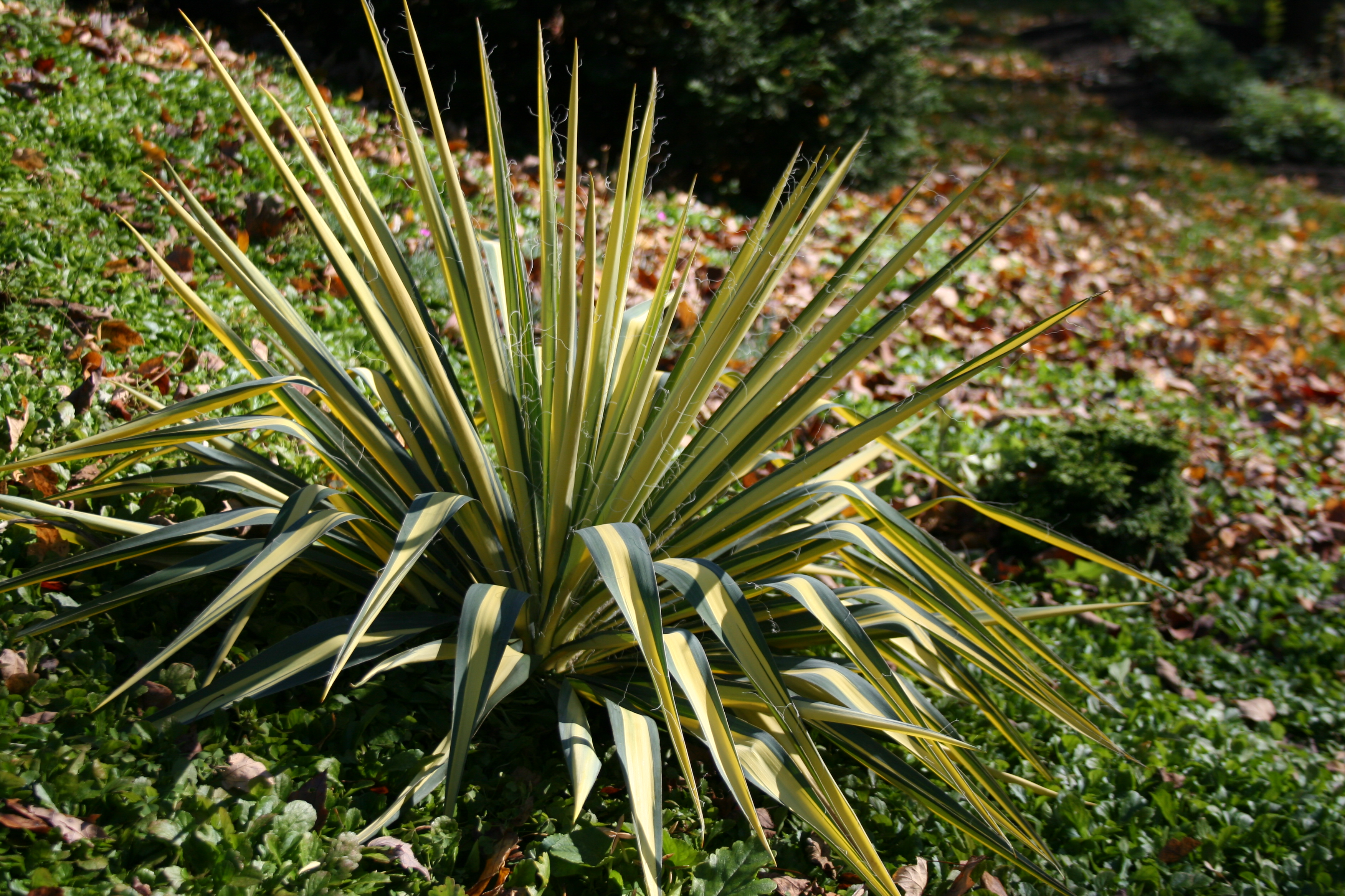 Yucca Color Guard (0613)