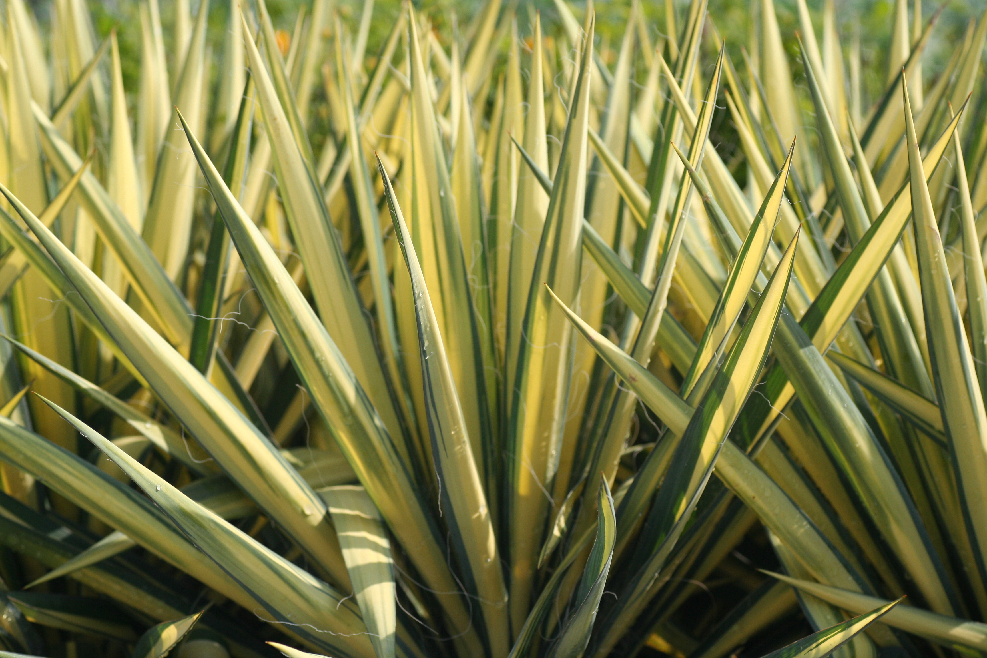 Yucca Color Guard (0900801)