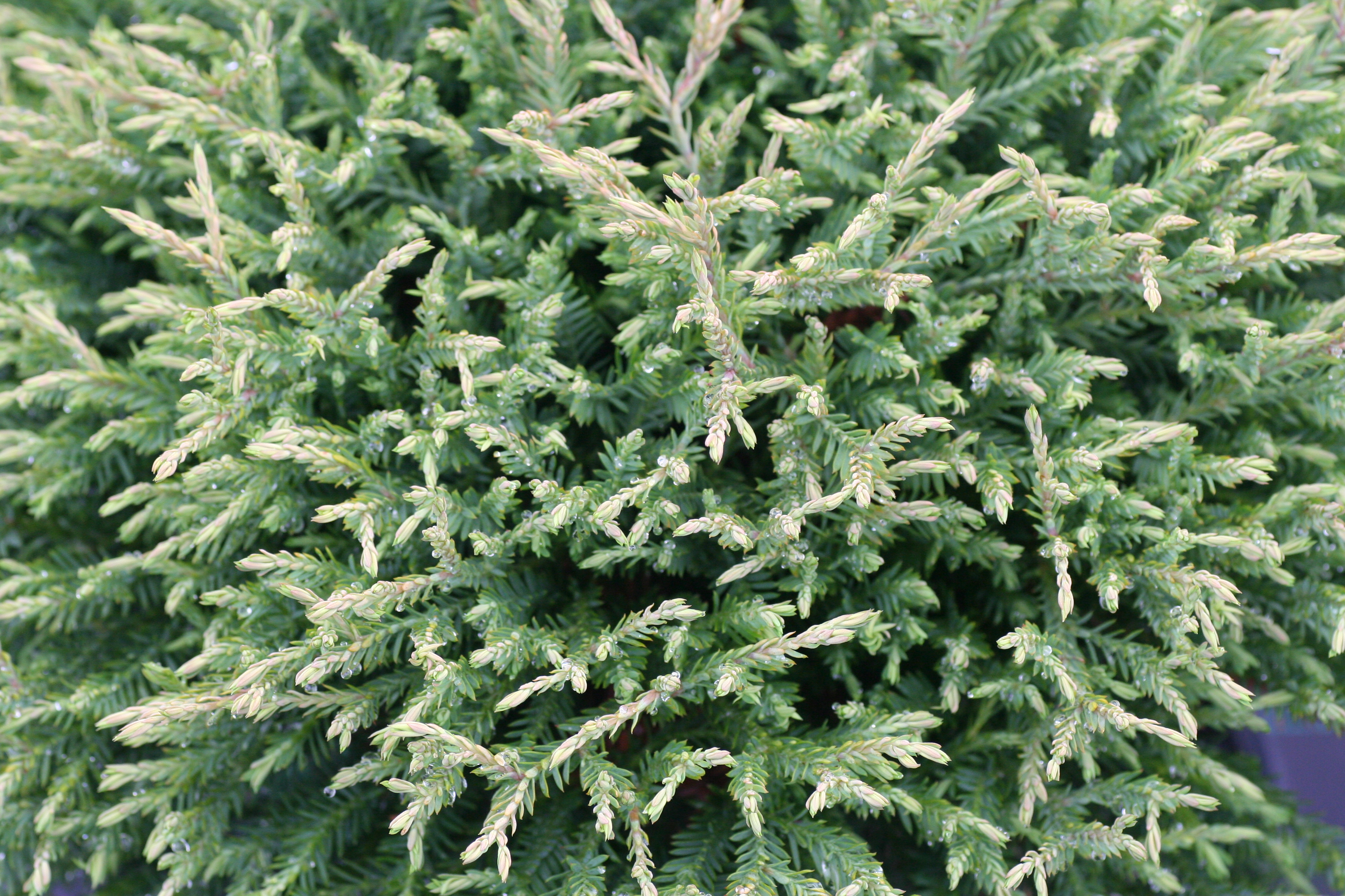 Thuja Linesville (4310901)