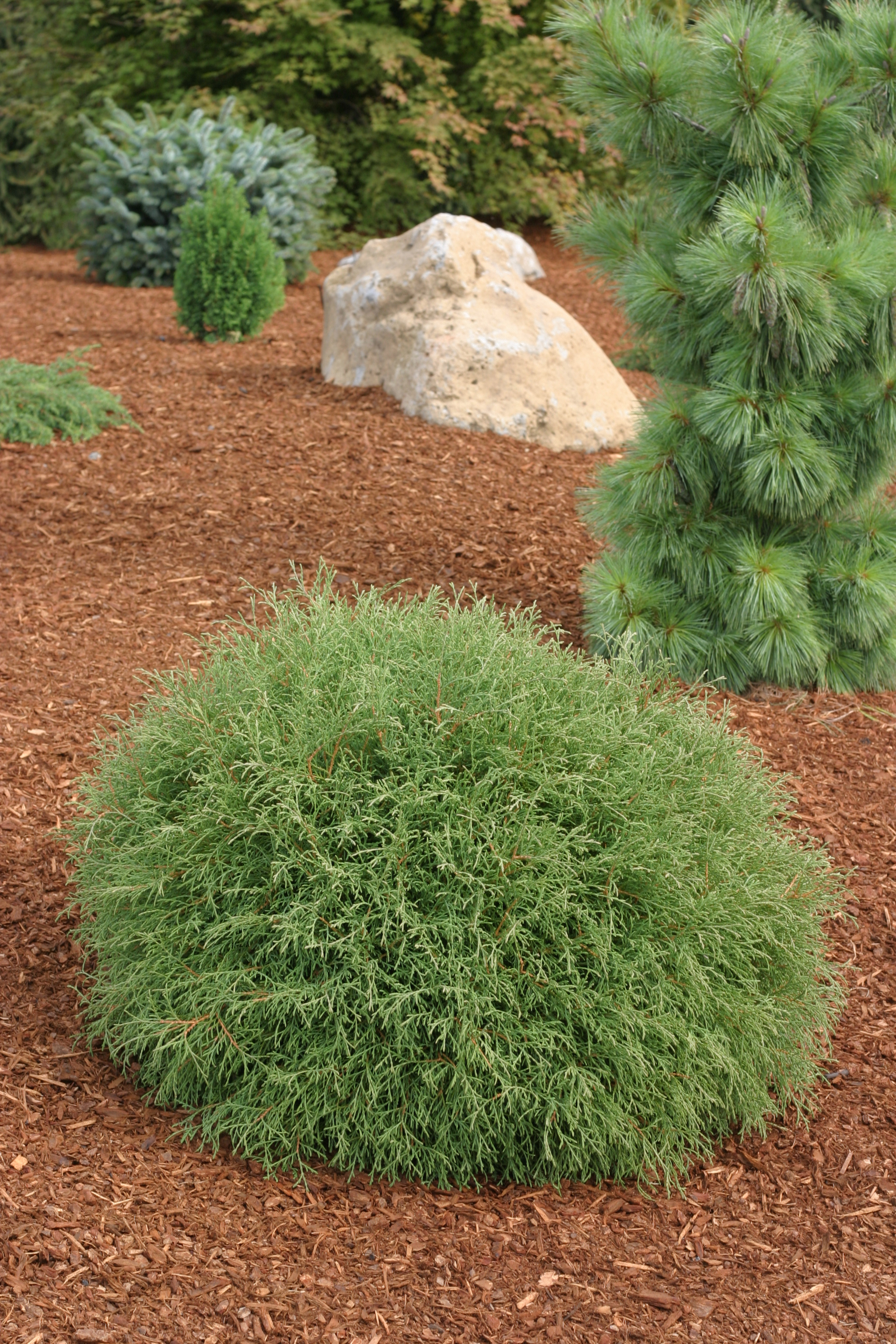 Thuja Linesville-Mr. Bowling Ball (1001SM)