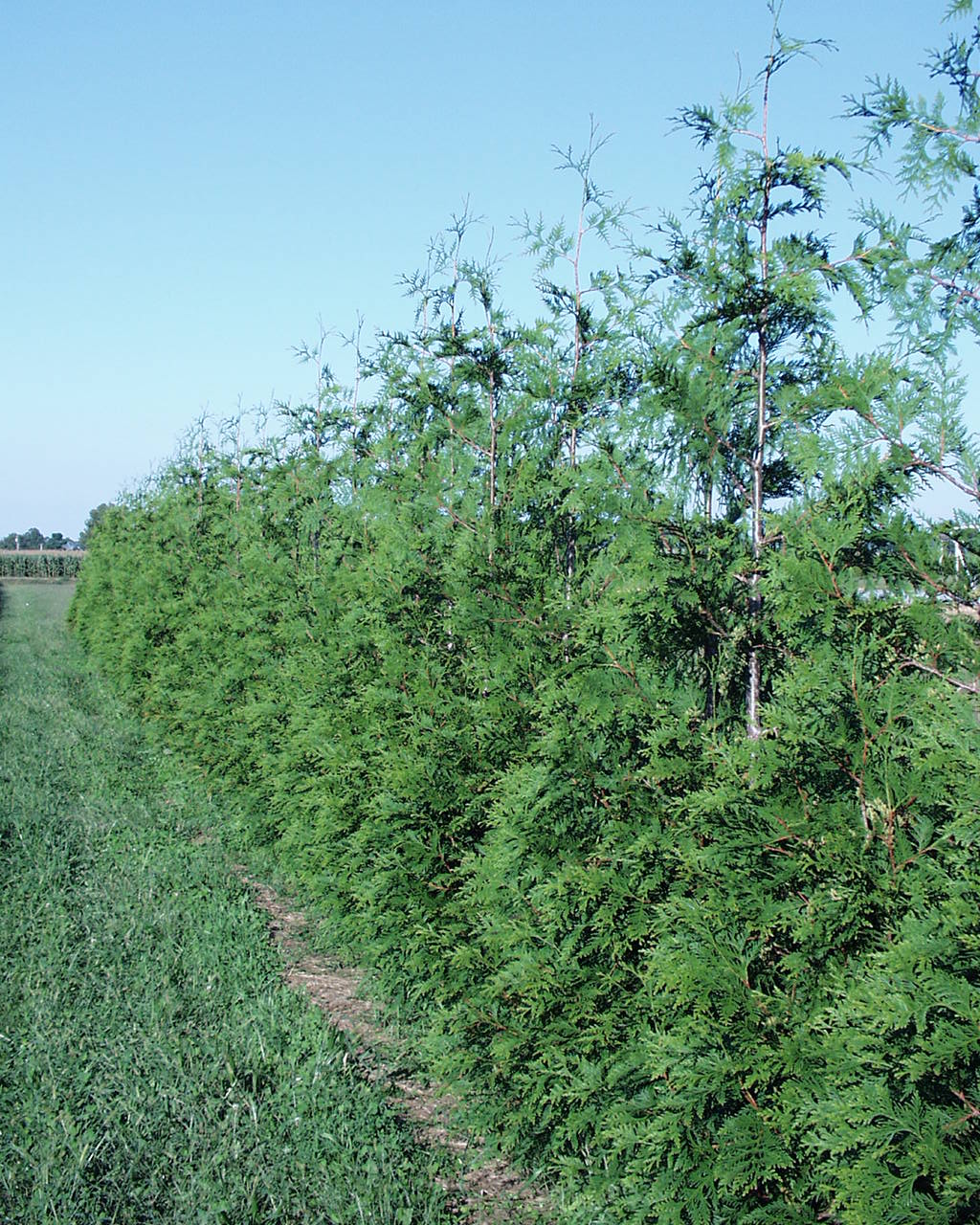 Thuja Green Giant (0102)