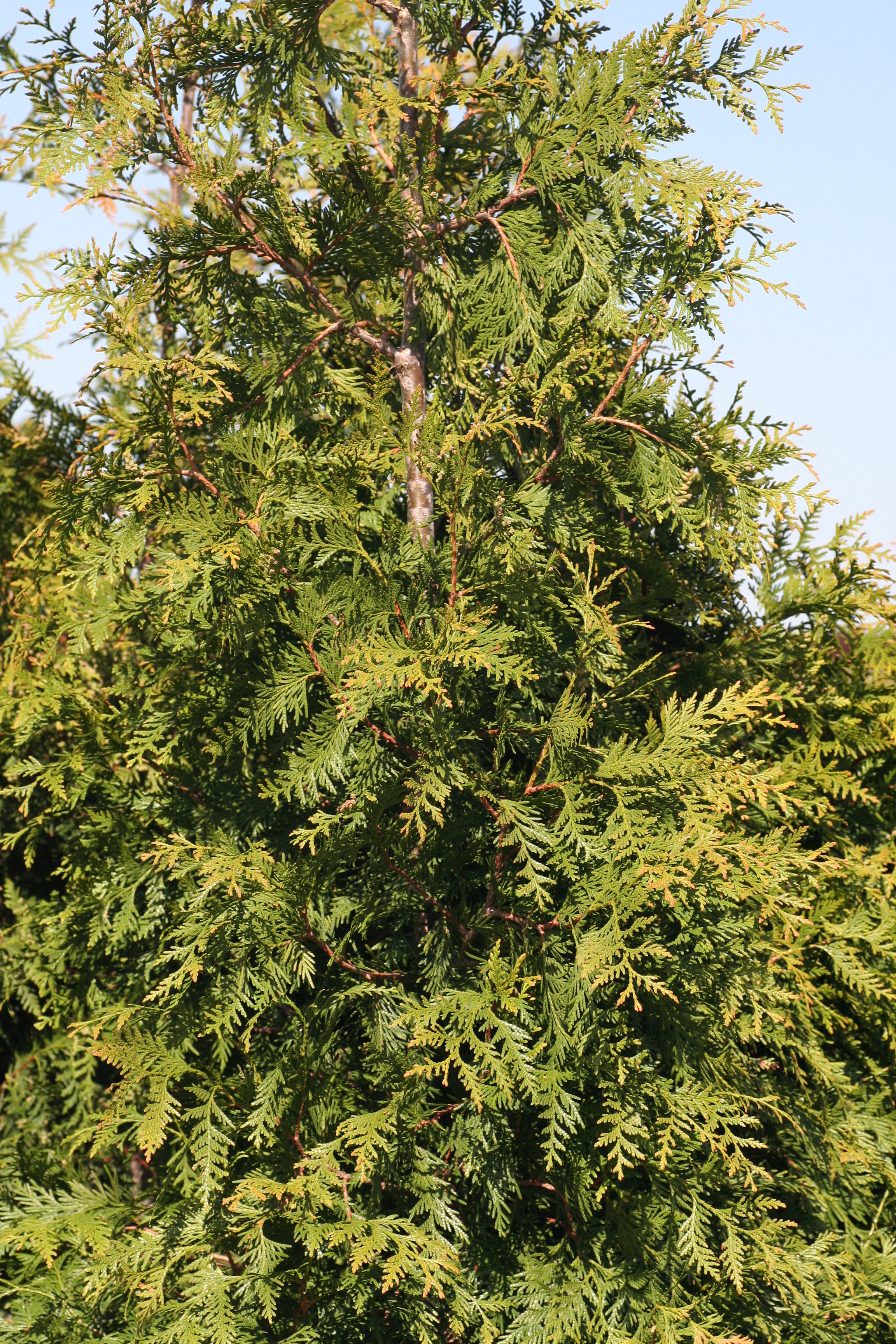 Thuja Green Giant (0200802)
