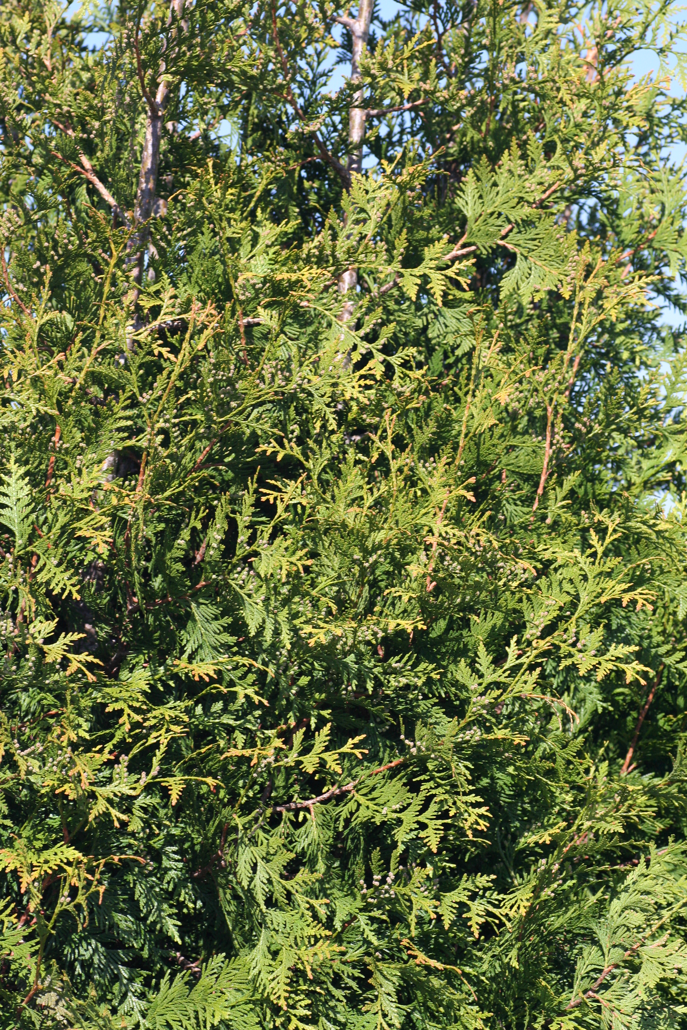 Thuja Green Giant (0200804)