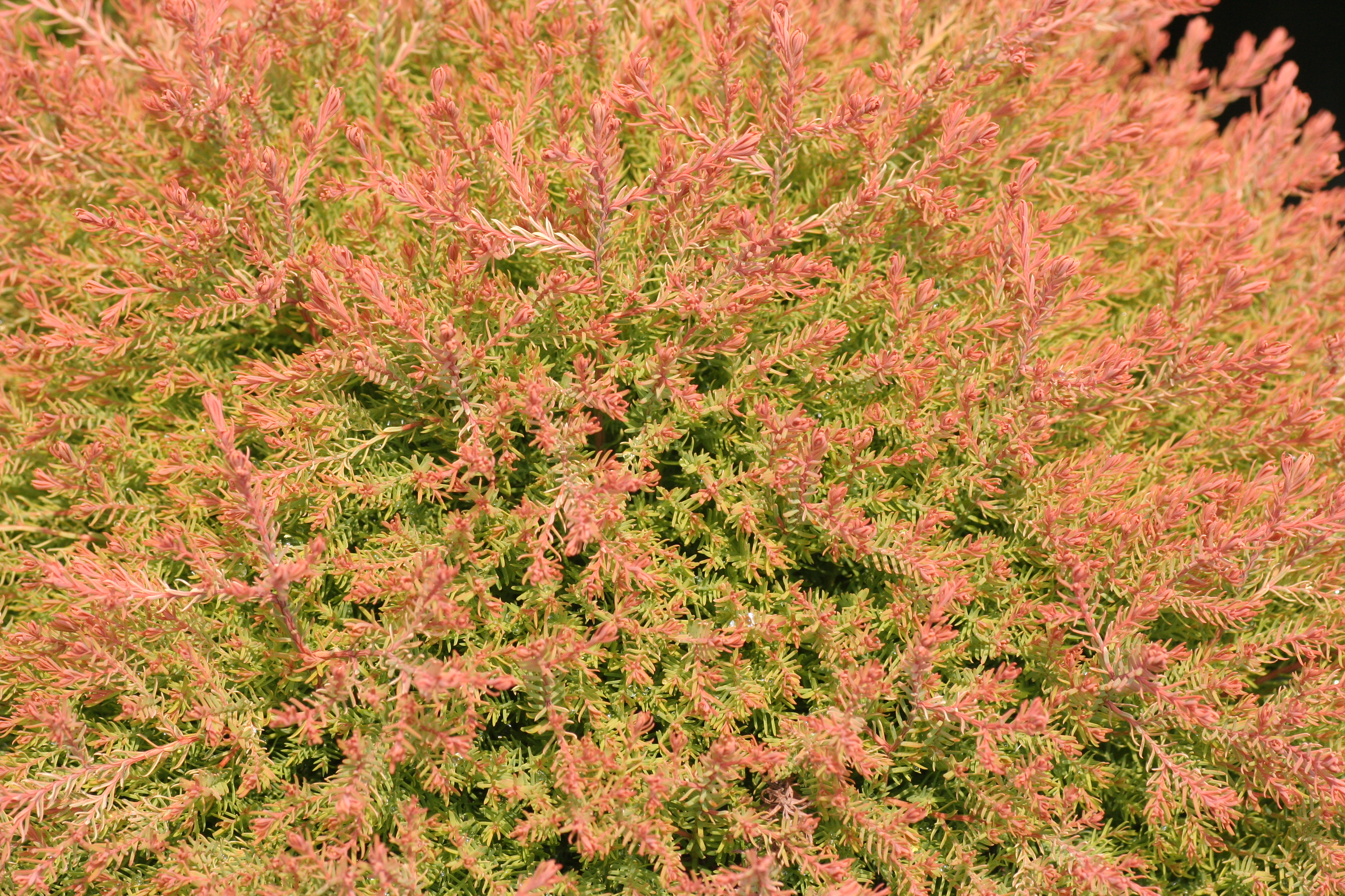 Thuja Fire Chief (9491001)