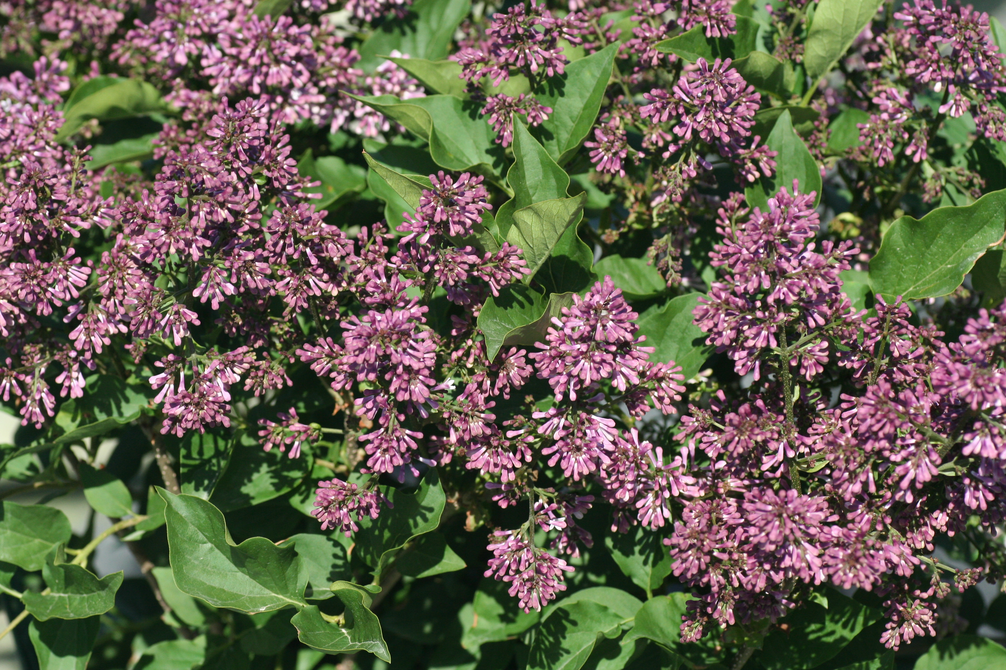 Syringa Miss Kim (6041001)