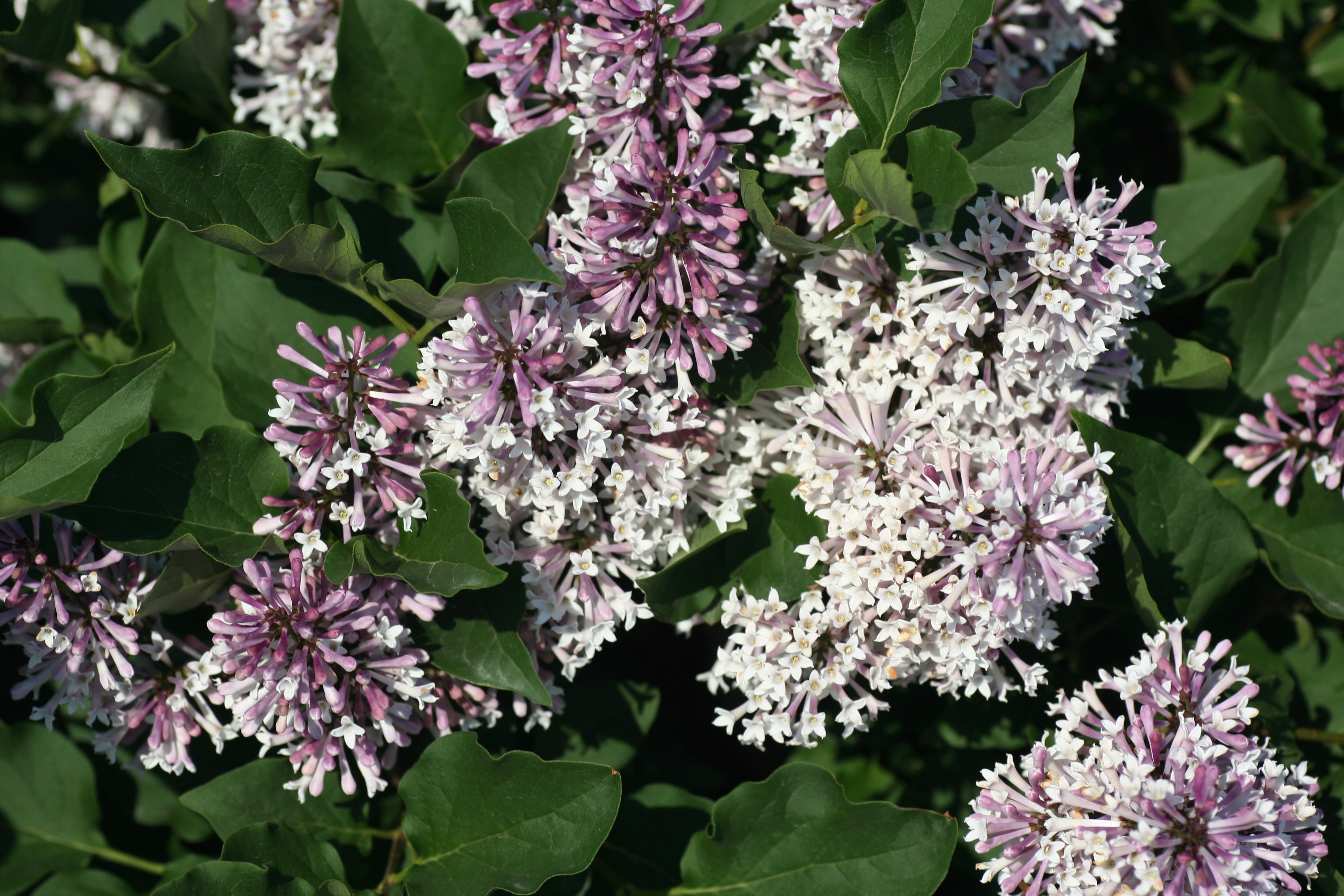 Syringa Miss Kim (5151003)
