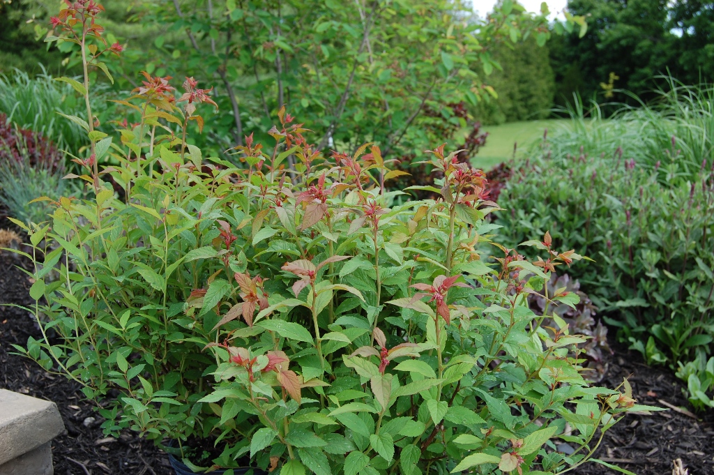 013Spirea Neon Flash 3