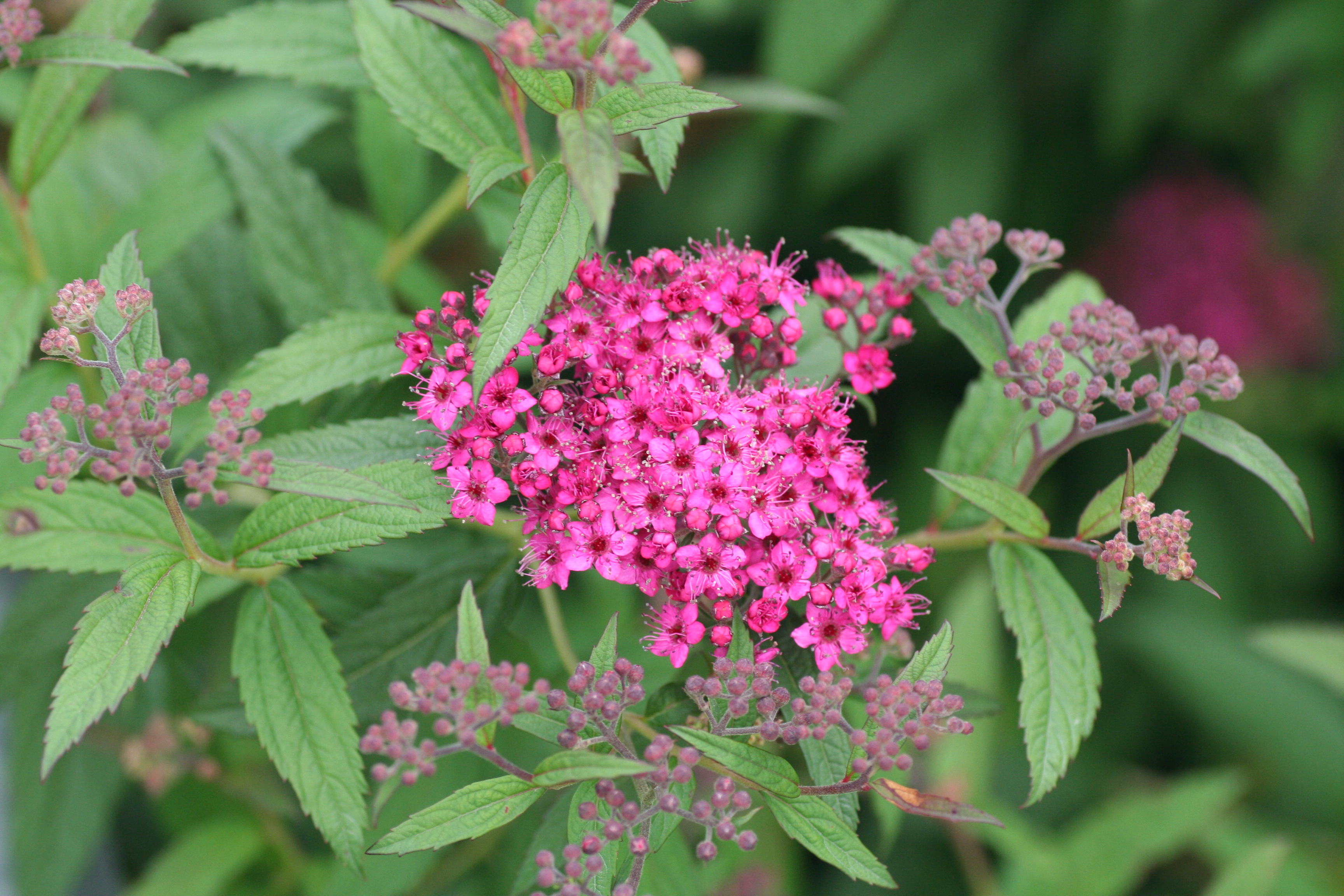 Spiraea Neon Flash (5471002)