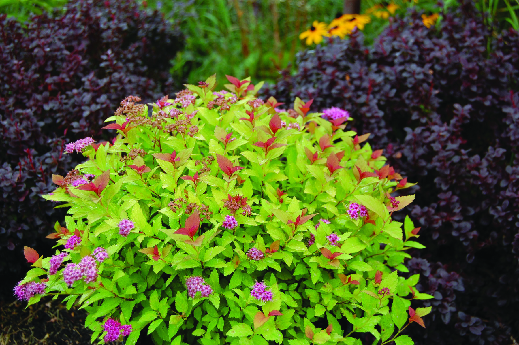 011Spirea_Magic_Carpet
