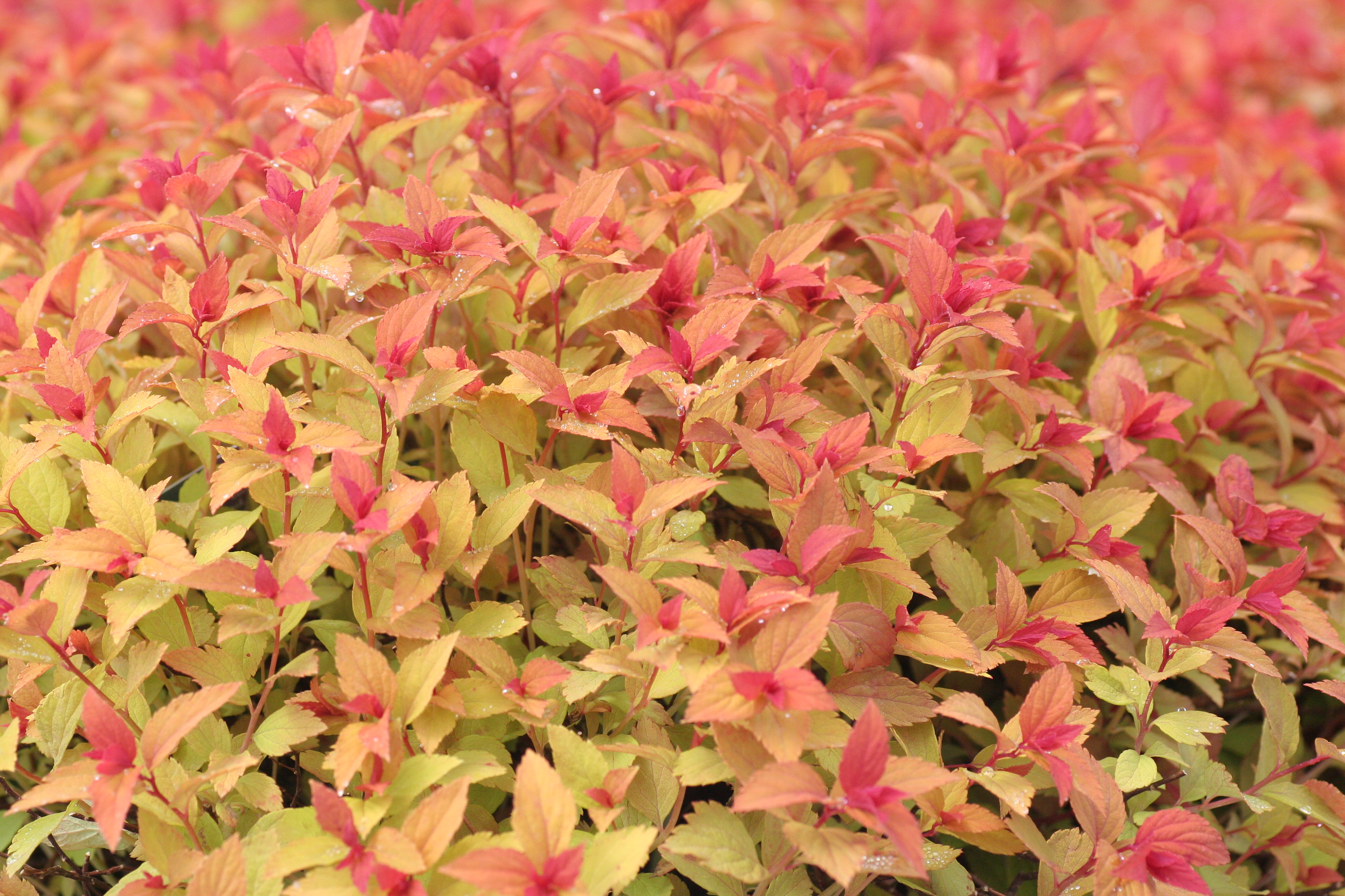 Spiraea Magic Carpet (0100803)