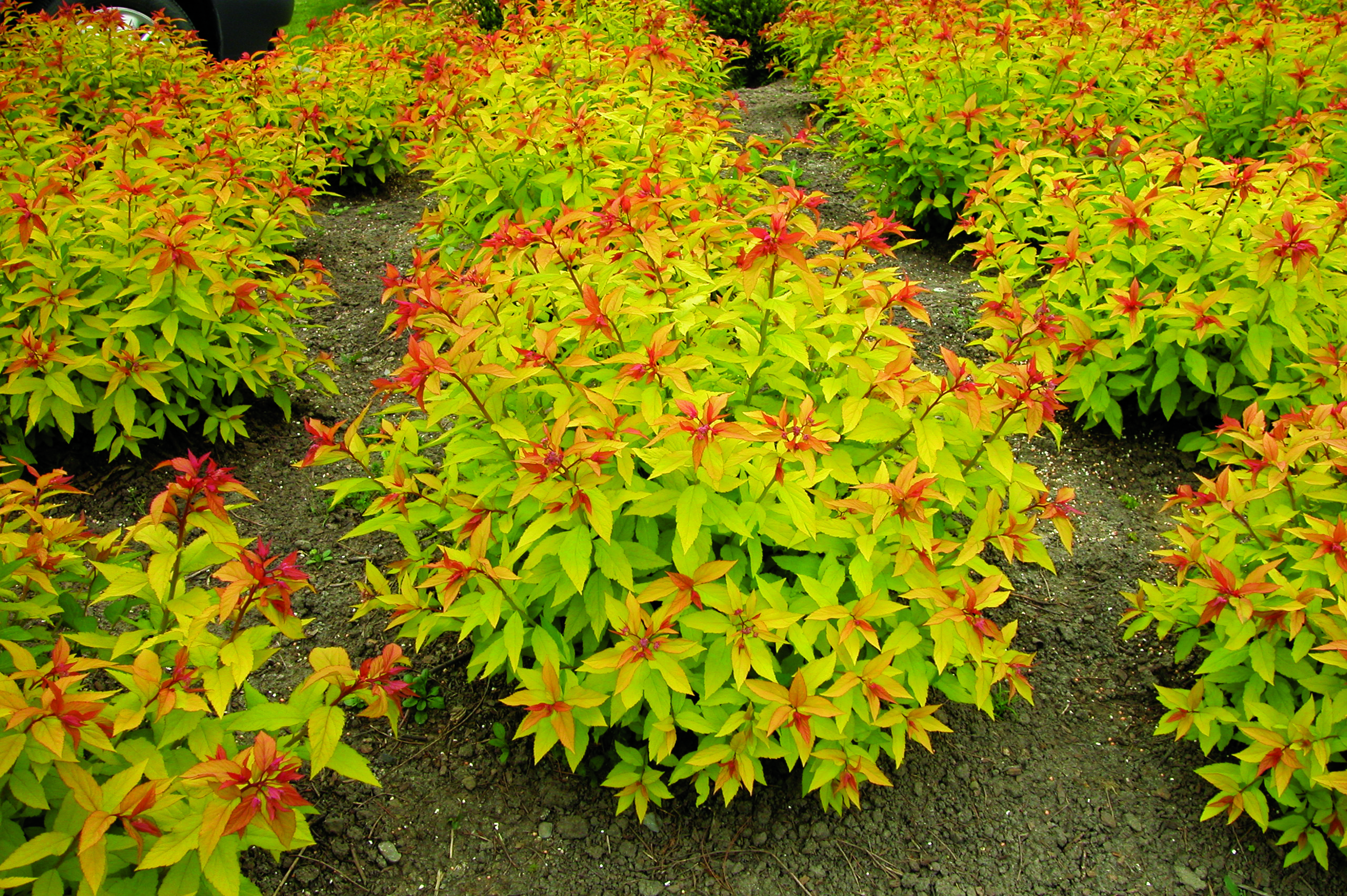 011spirea_magic-carpet