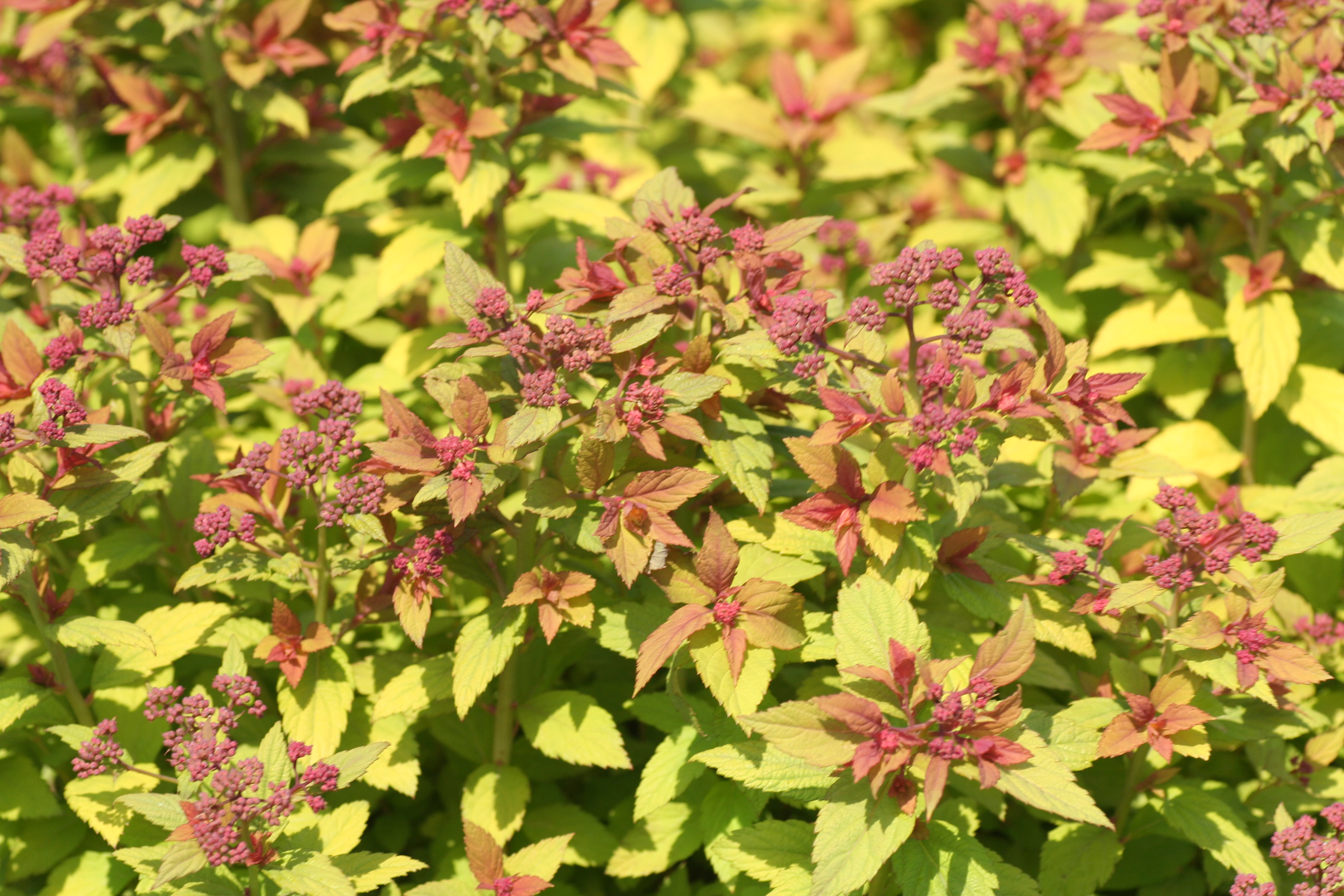 Spiraea Magic Carpet (5181001)