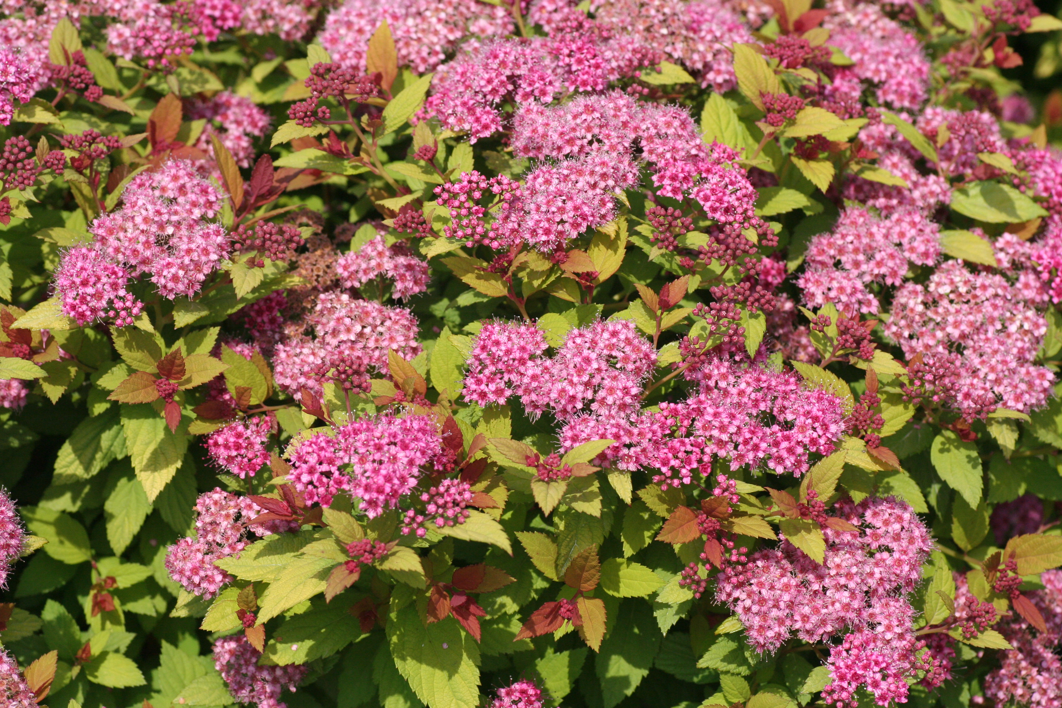 Spiraea Magic Carpet (5451001)