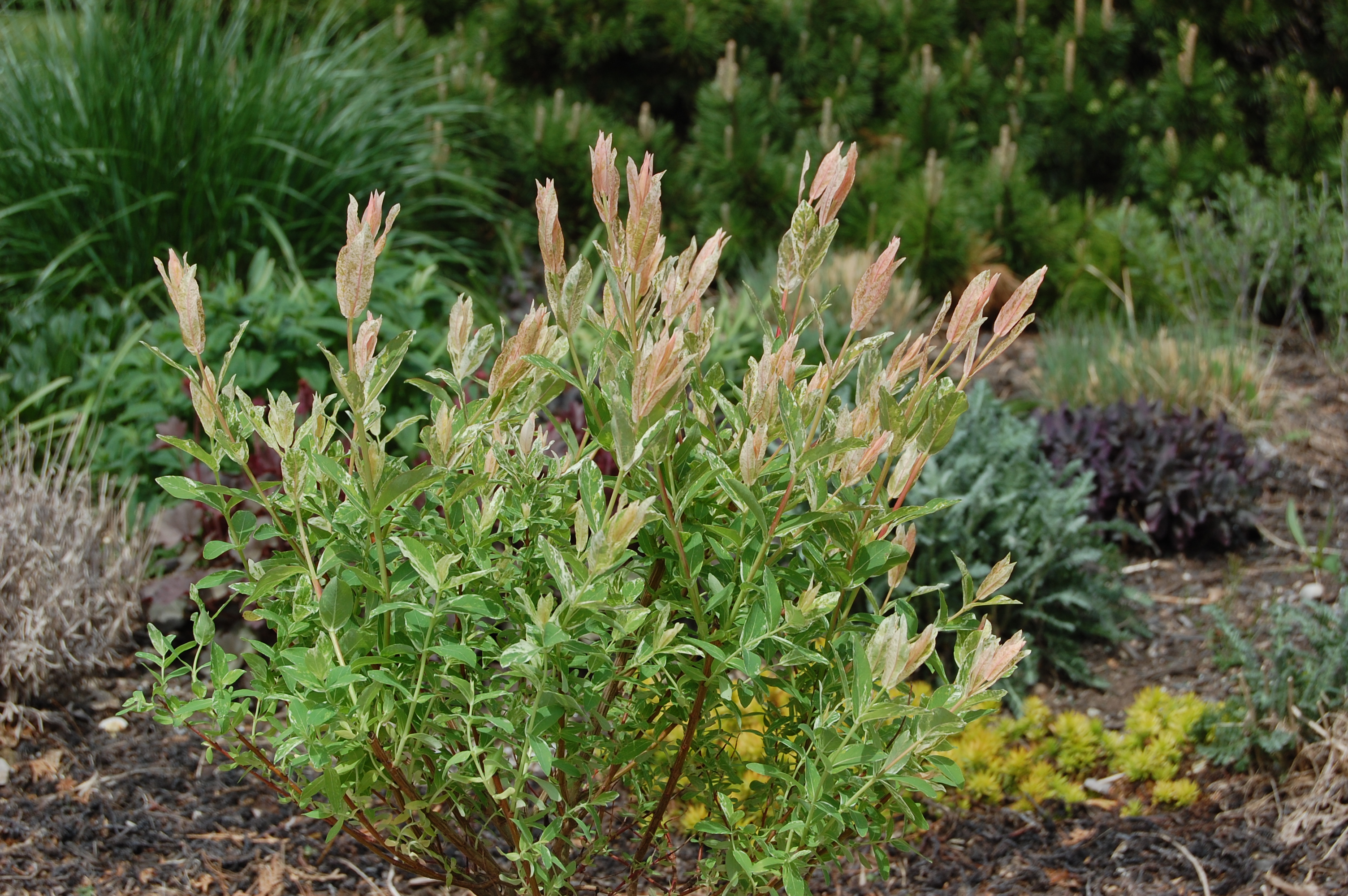 010Japanese Dappled Willow2