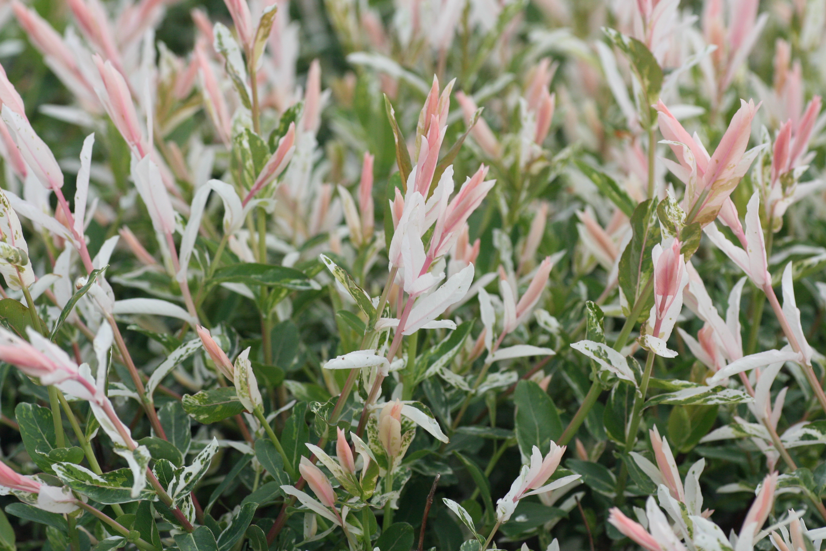 Salix Hakuro-nishiki (0800804)