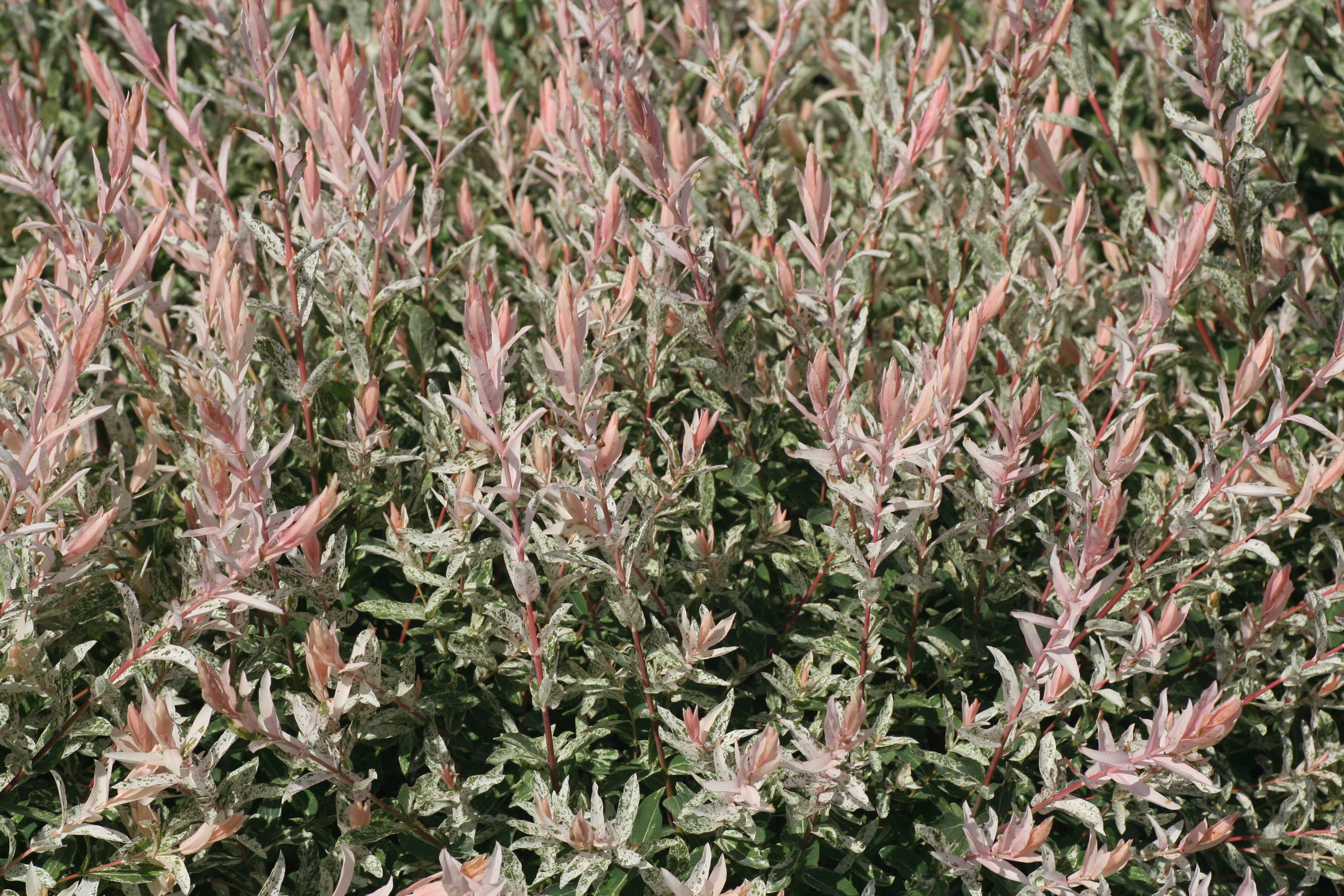 Salix Hakuro-nishiki (7121001)