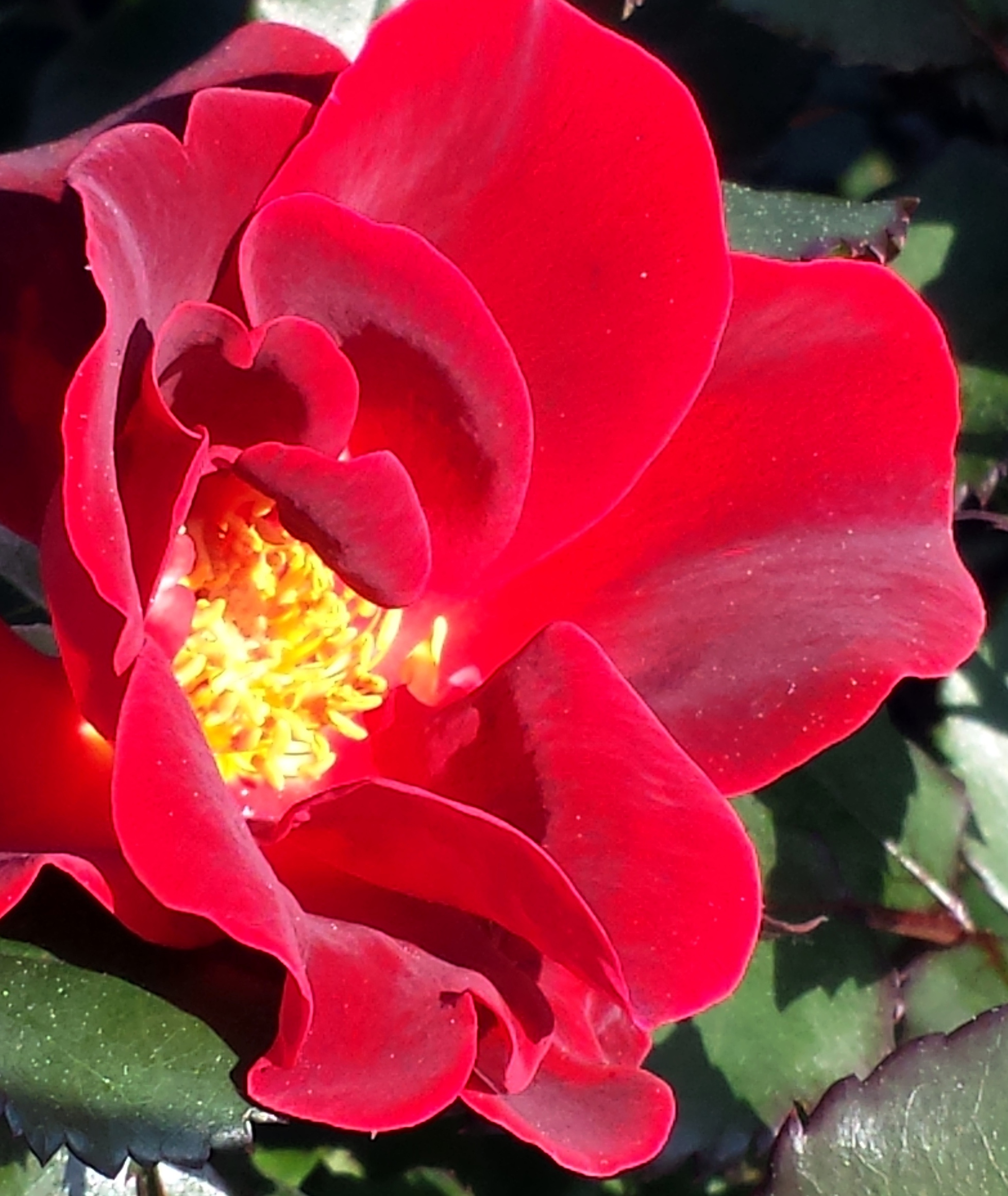 Rosa Miracle on the Hudson (1001DW)