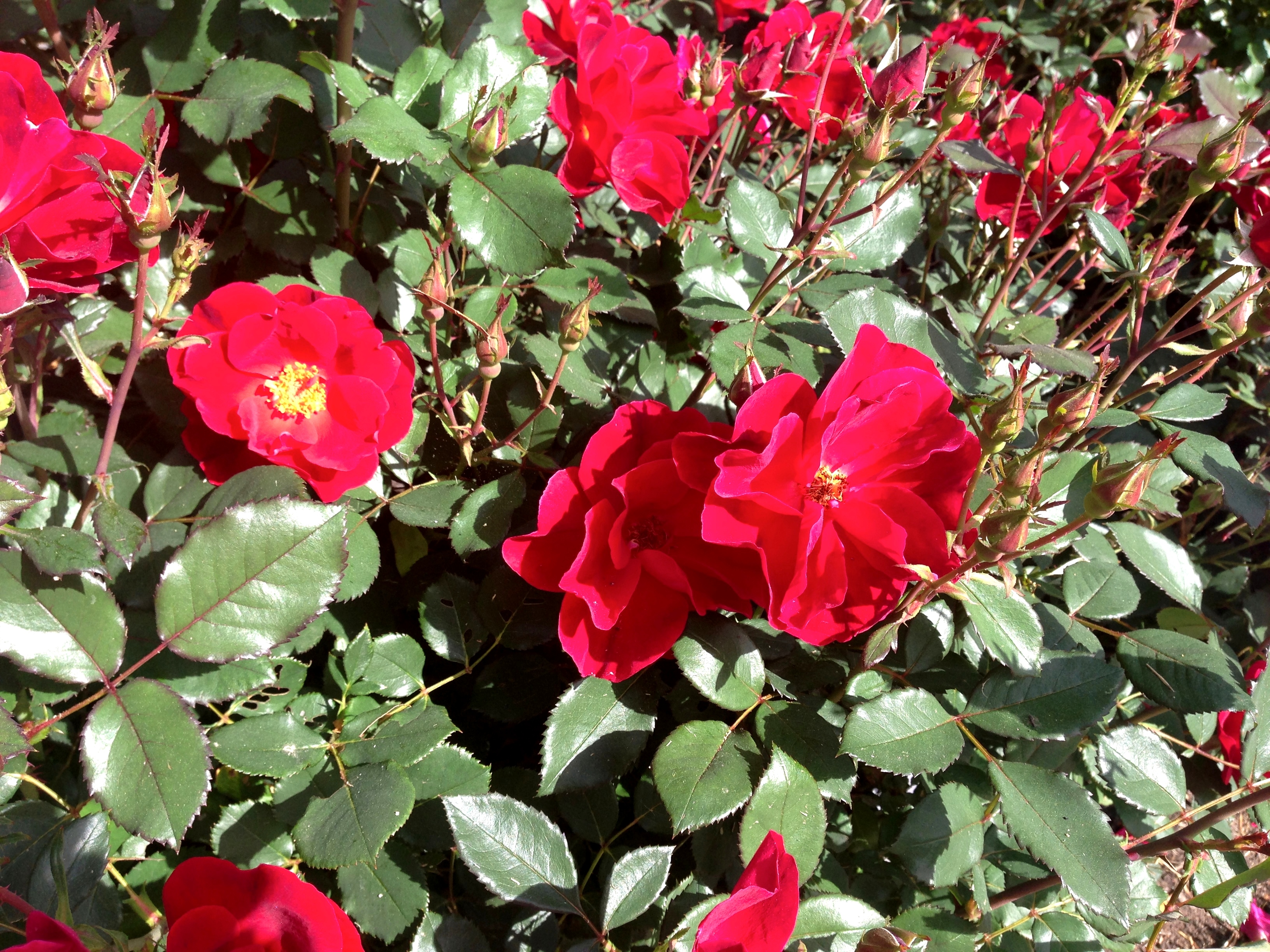 Rosa Miracle On The Hudson (2) Biltmore