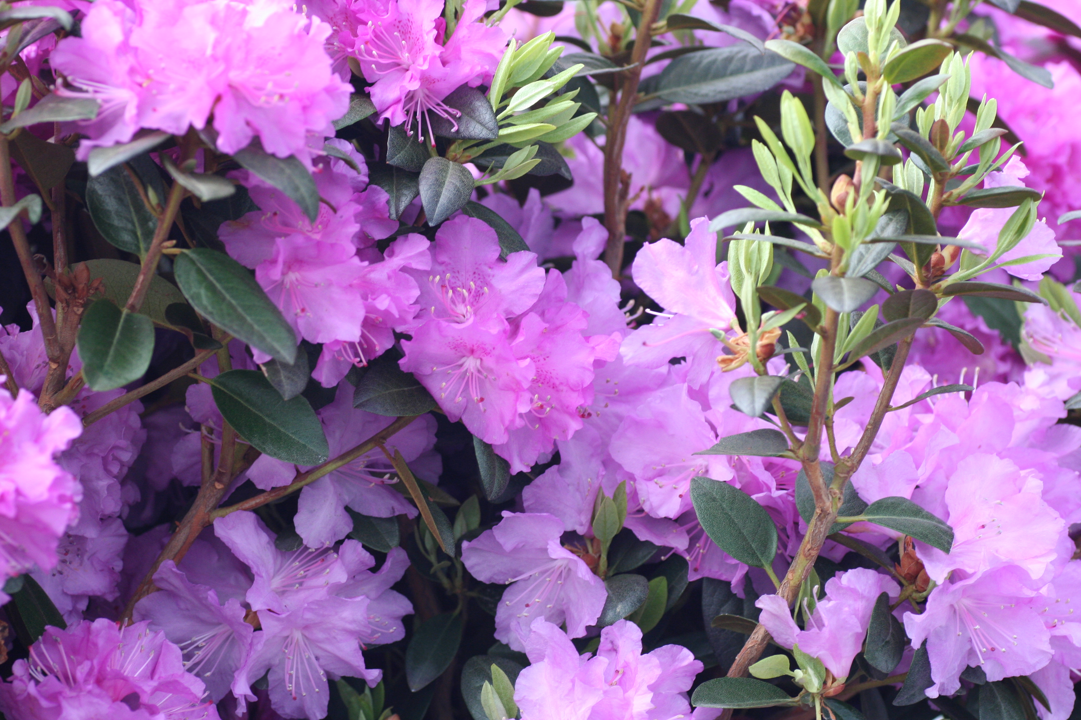 Rhododendron PJM (9900802)