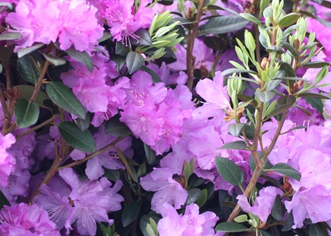 Rhododendron PJM (9900802)