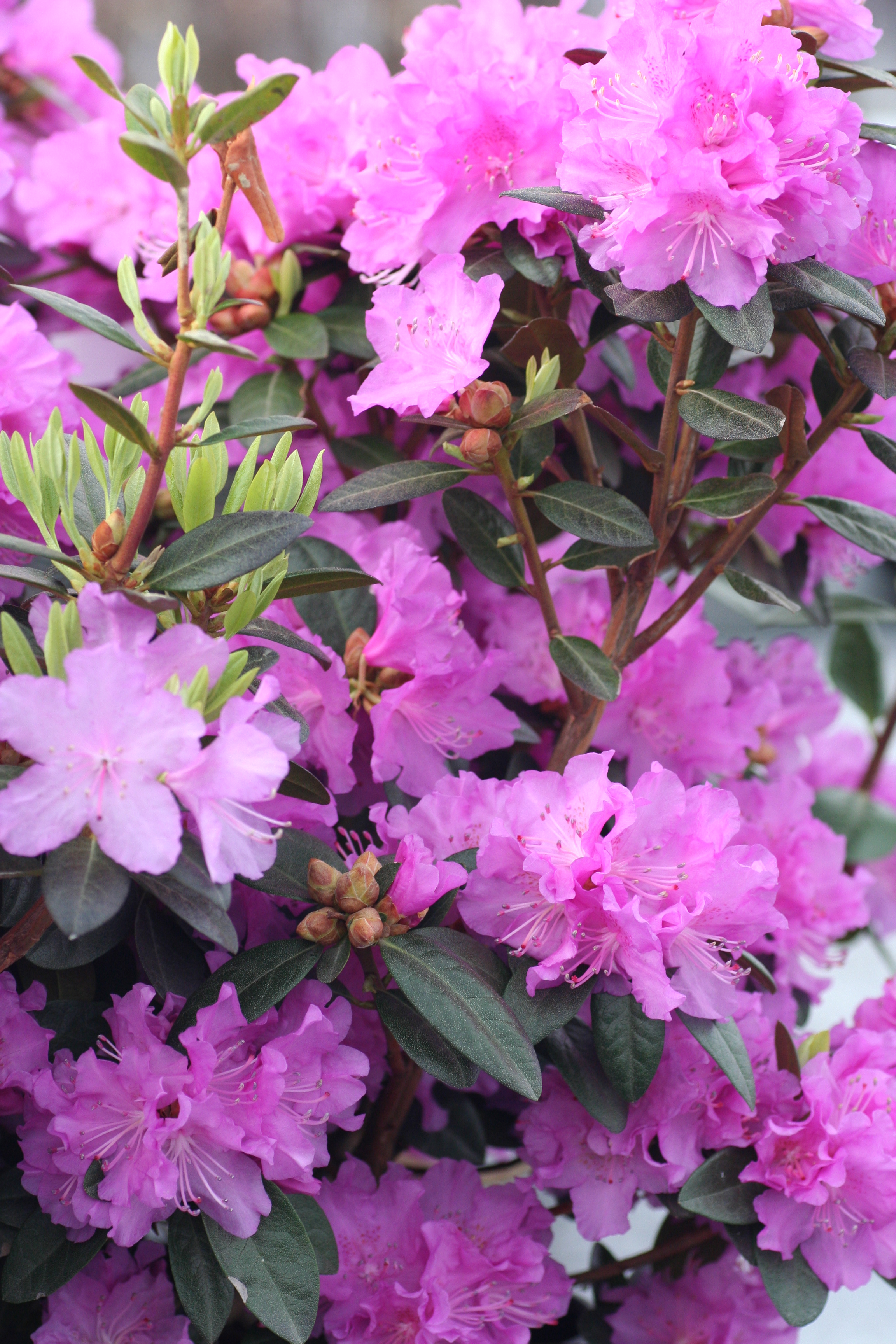 Rhododendron PJM (9900803)