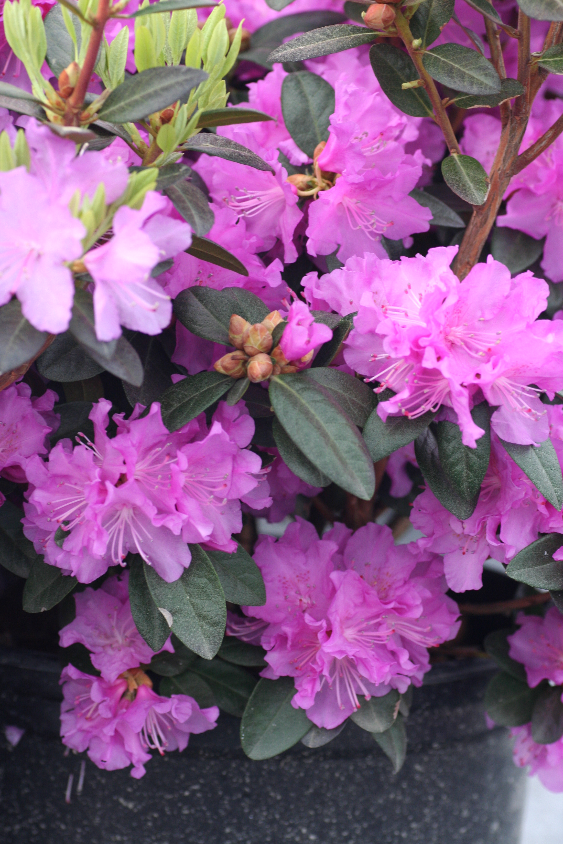 Rhododendron PJM (9900801)